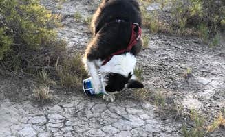 Hayley K.'s photo of camping with pets at Zapata Falls Campground near Mosca, CO
