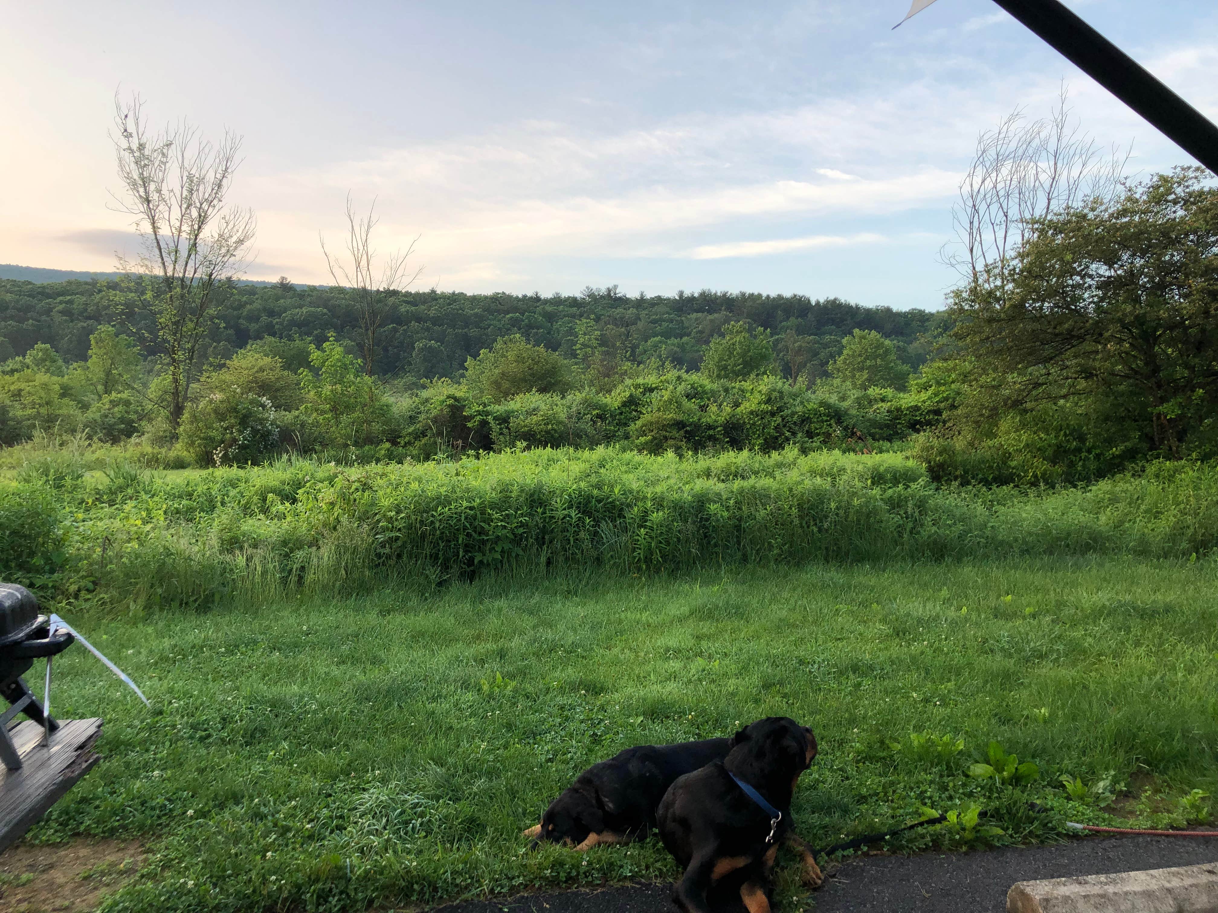 Shirley M.'s photo of camping with pets at Russell P Letterman Campground — Bald Eagle State Park near Pennsylvania Furnace, PA
