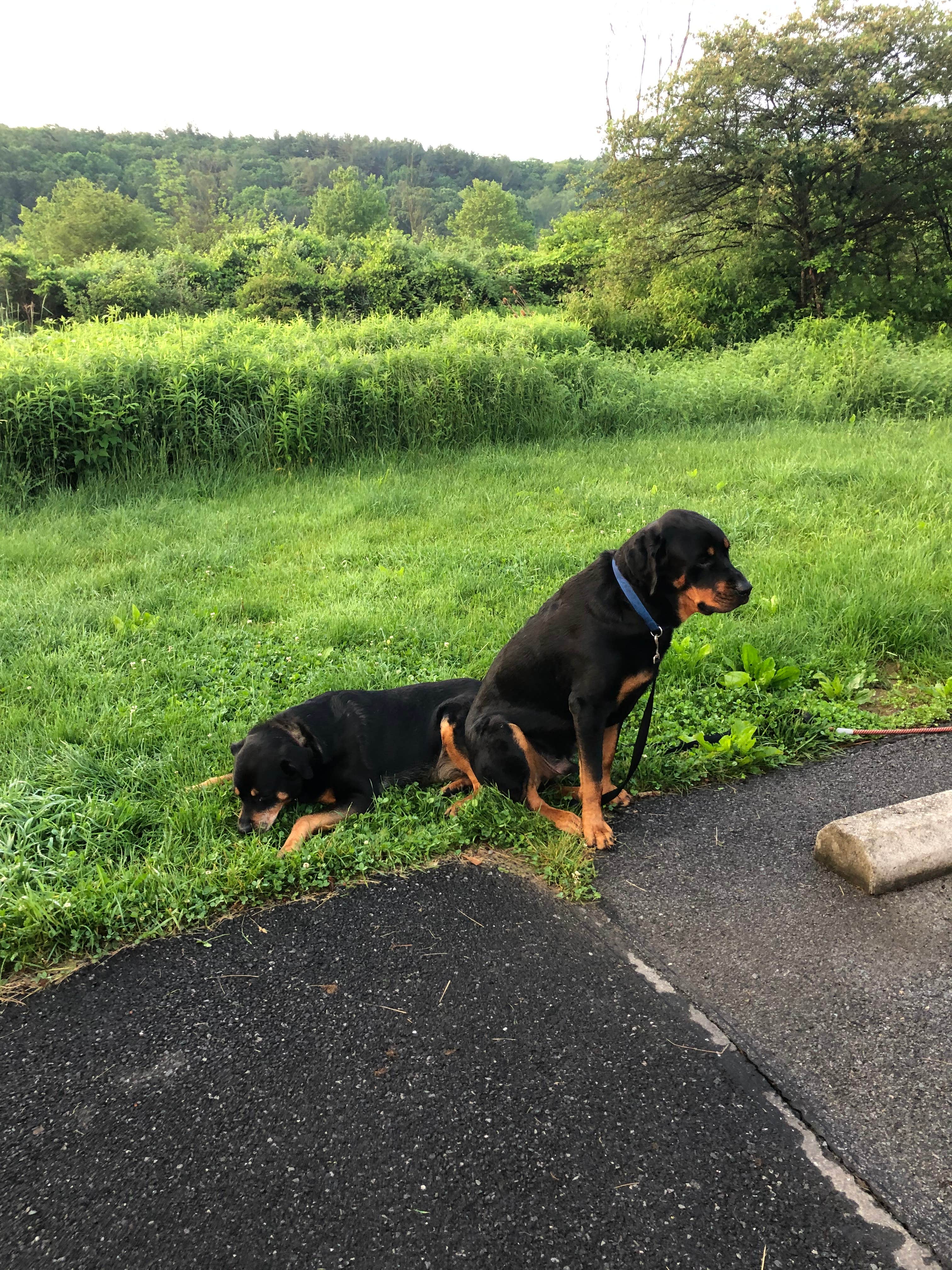 Shirley M.'s photo of camping with pets at Russell P Letterman Campground — Bald Eagle State Park near Clearfield, PA