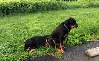 Shirley M.'s photo of camping with pets at Russell P Letterman Campground — Bald Eagle State Park near Snow Shoe, PA