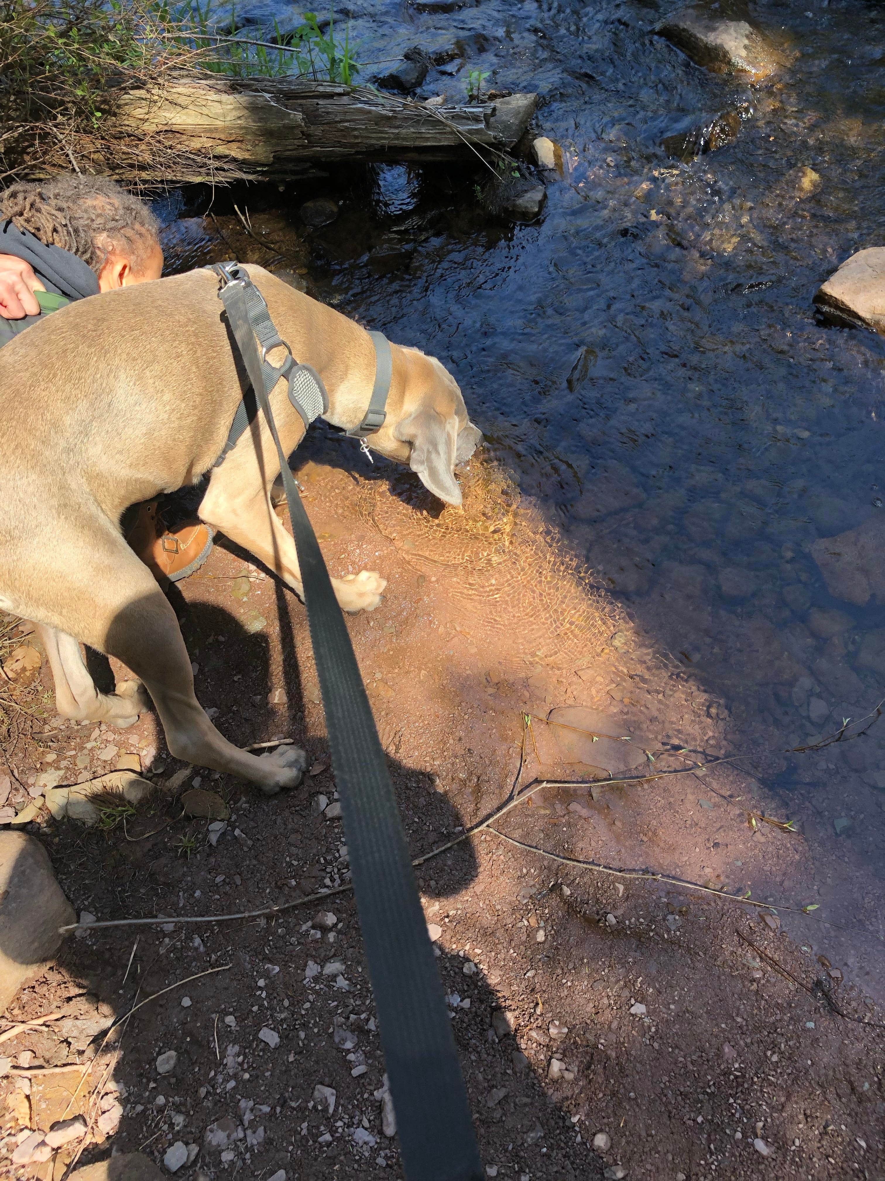 Pedro R.'s photo of camping with pets at Ricketts Glen State Park Campground in Pennsylvania