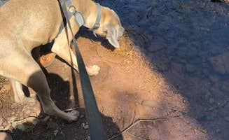 Pedro R.'s photo of camping with pets at Ricketts Glen State Park Campground near Sweet Valley, PA