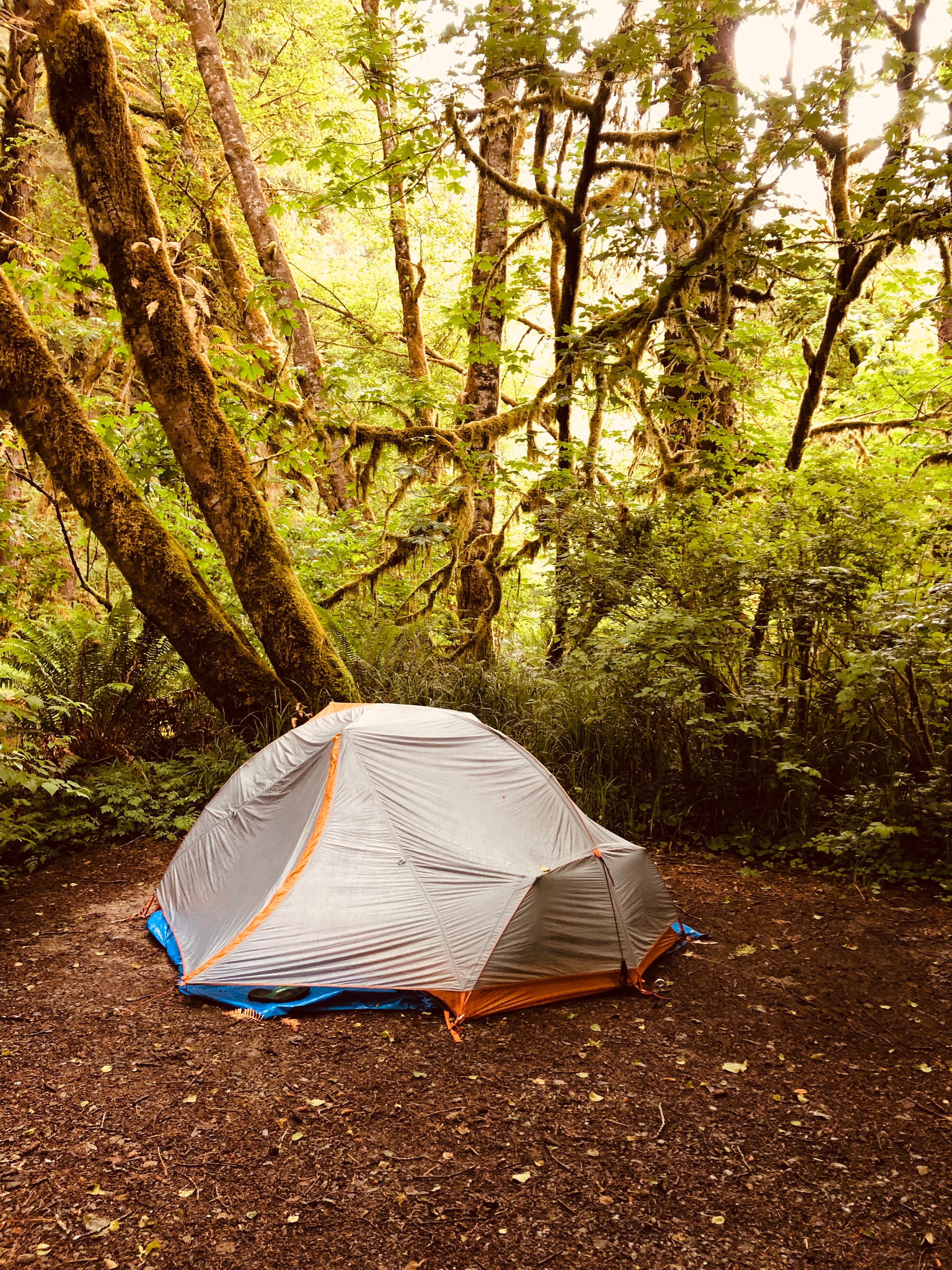 Nicole R.'s photo at Mill Creek Campground — Del Norte Coast Redwoods State Park near Crescent City, CA