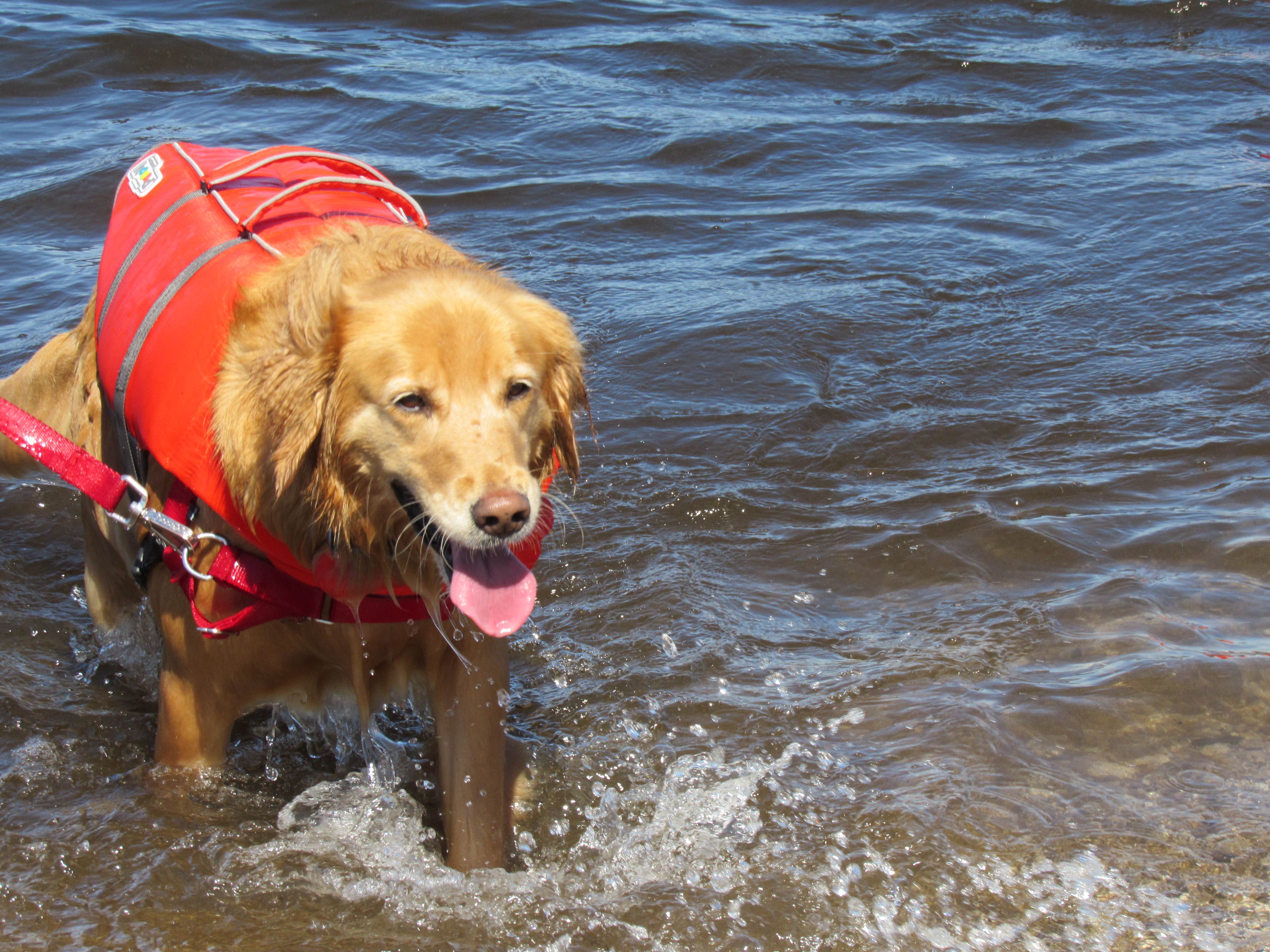 Jennifer G.'s photo of camping with pets at D.H. Day Campground — Sleeping Bear Dunes National Lakeshore in Michigan