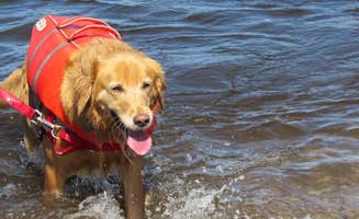 Jennifer G.'s photo of camping with pets at D.H. Day Campground — Sleeping Bear Dunes National Lakeshore near Cedar, MI