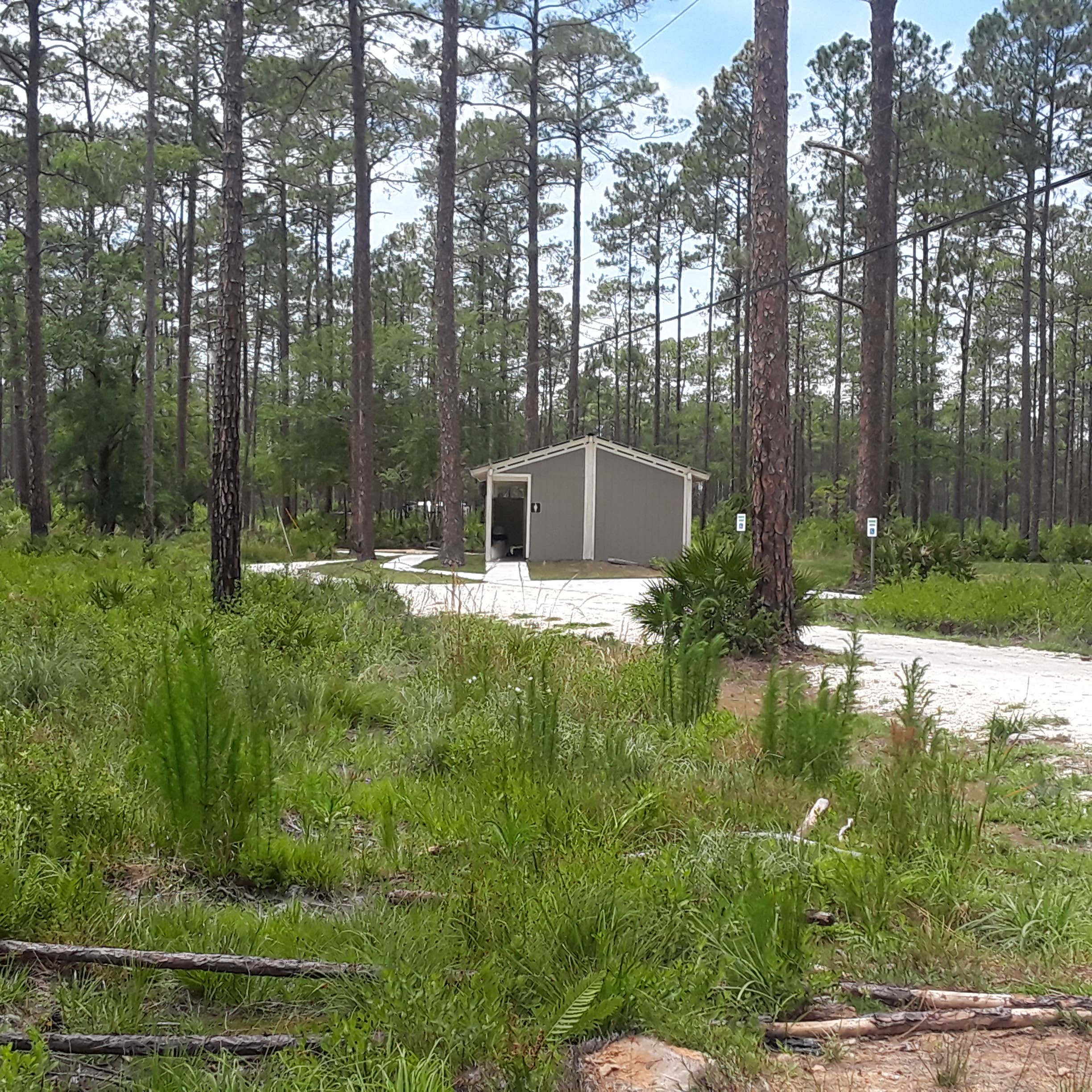 Camper submitted image from Cary State Forest - 2