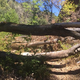 Fallen trees along trail