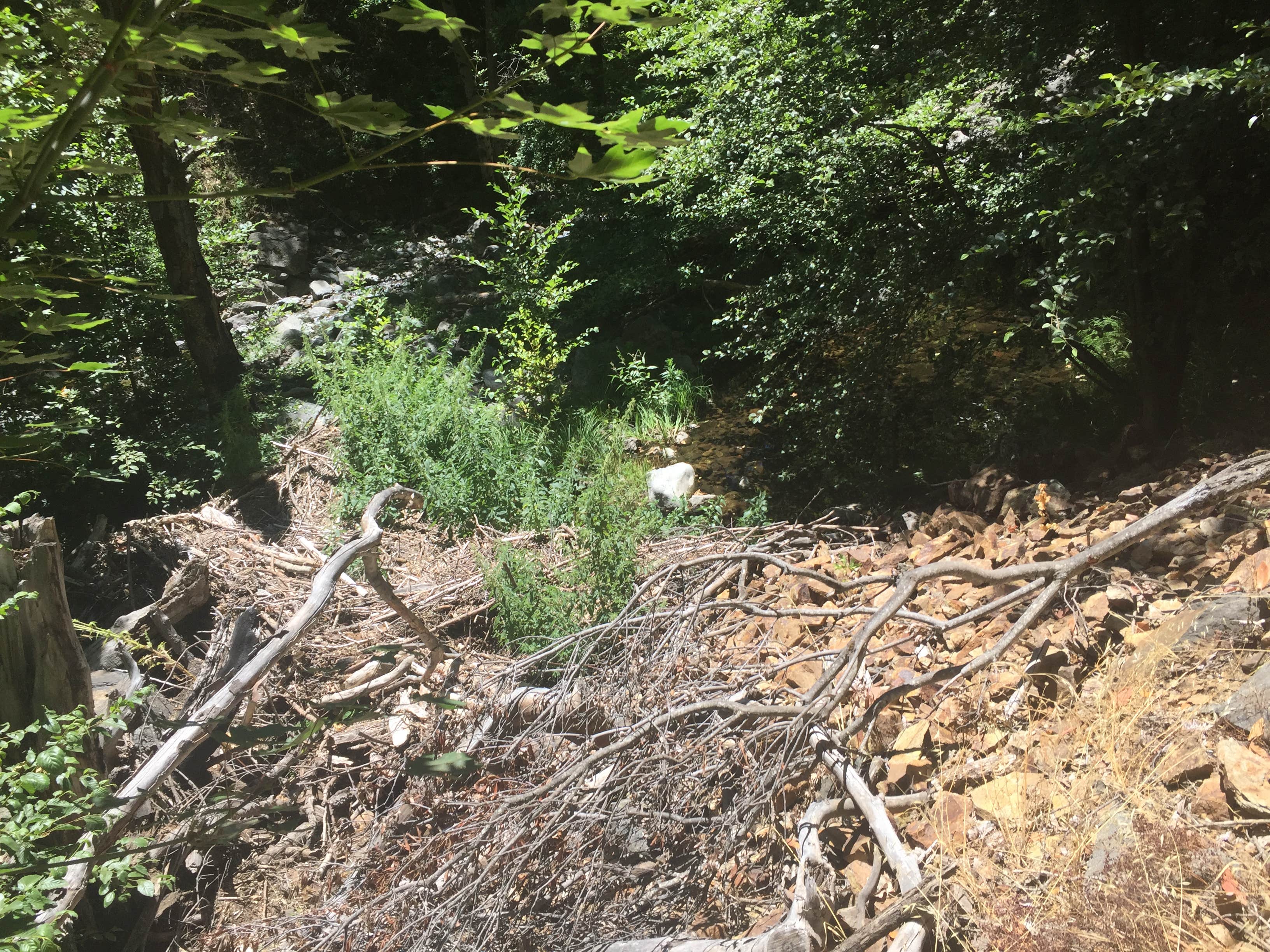 Camper-submitted photo at Carmel River Backcountry Camp near Fort Hunter Liggett, CA