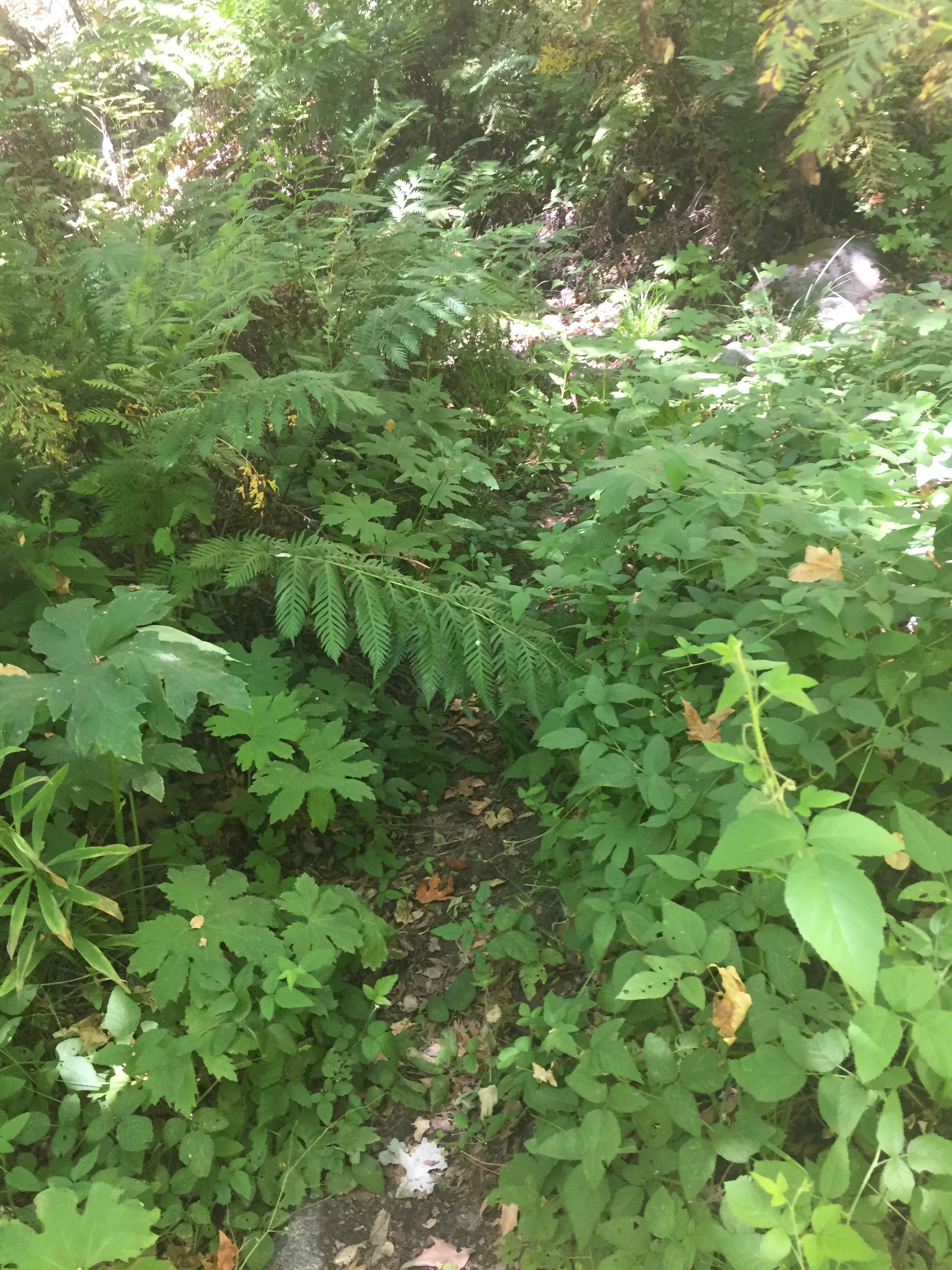 Camper-submitted photo at Carmel River Backcountry Camp near Fort Hunter Liggett, CA
