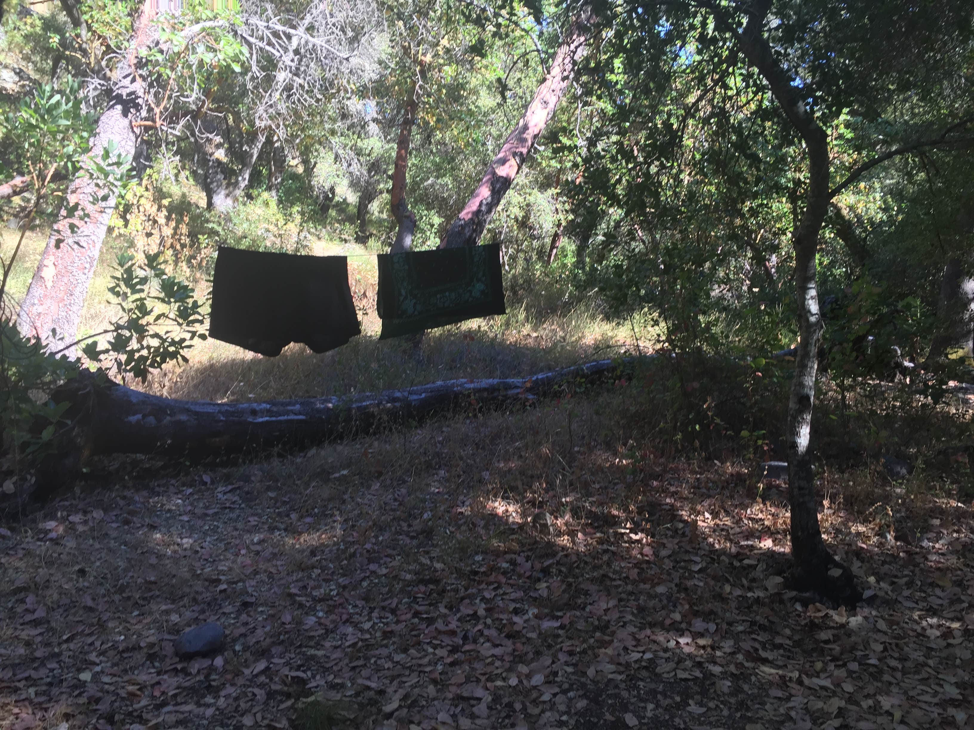 Camper submitted image from Carmel River Backcountry Camp - 1