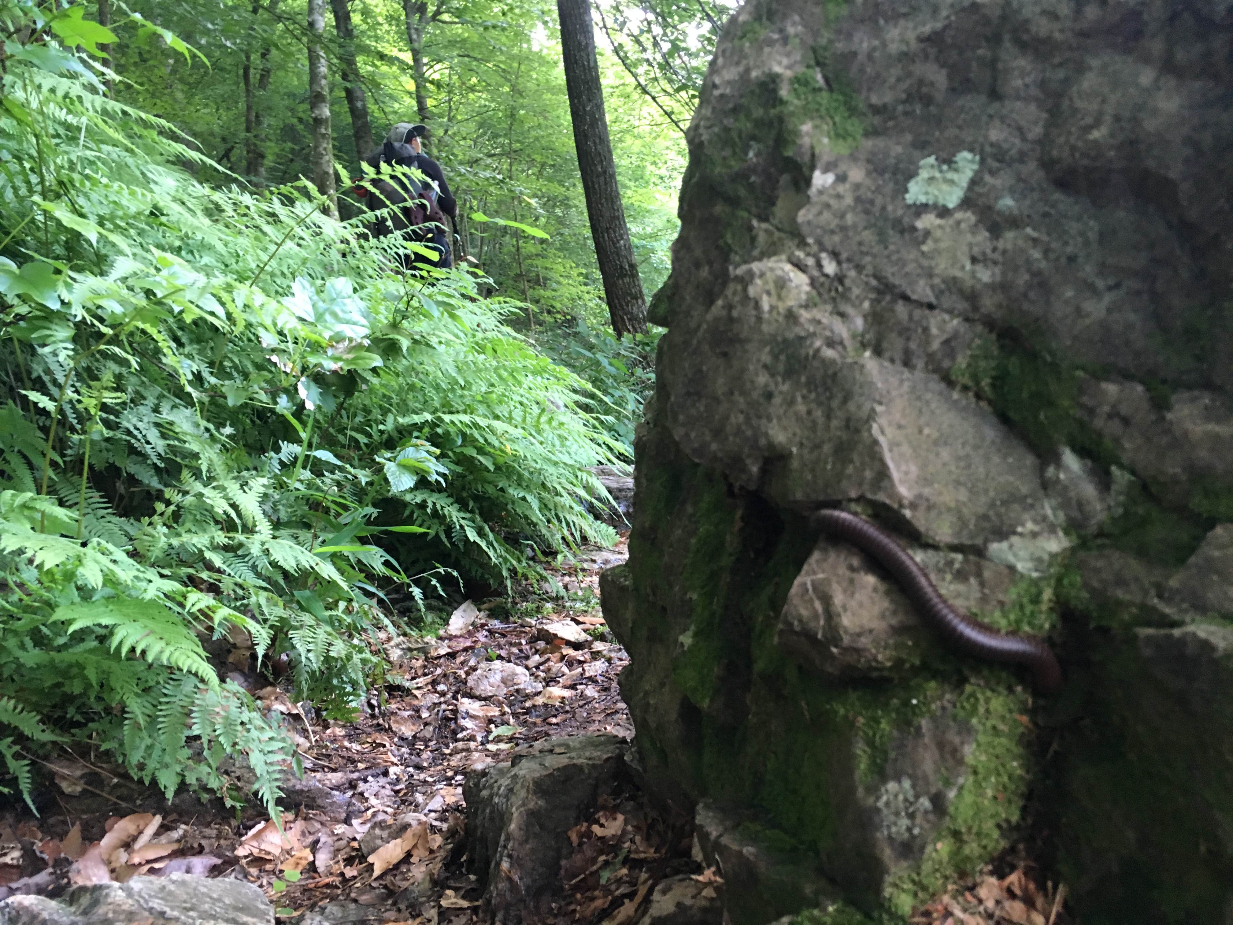 Camper-submitted photo at Long Creek Campsite on the Eagle Rock Loop near Vandervoort, AR