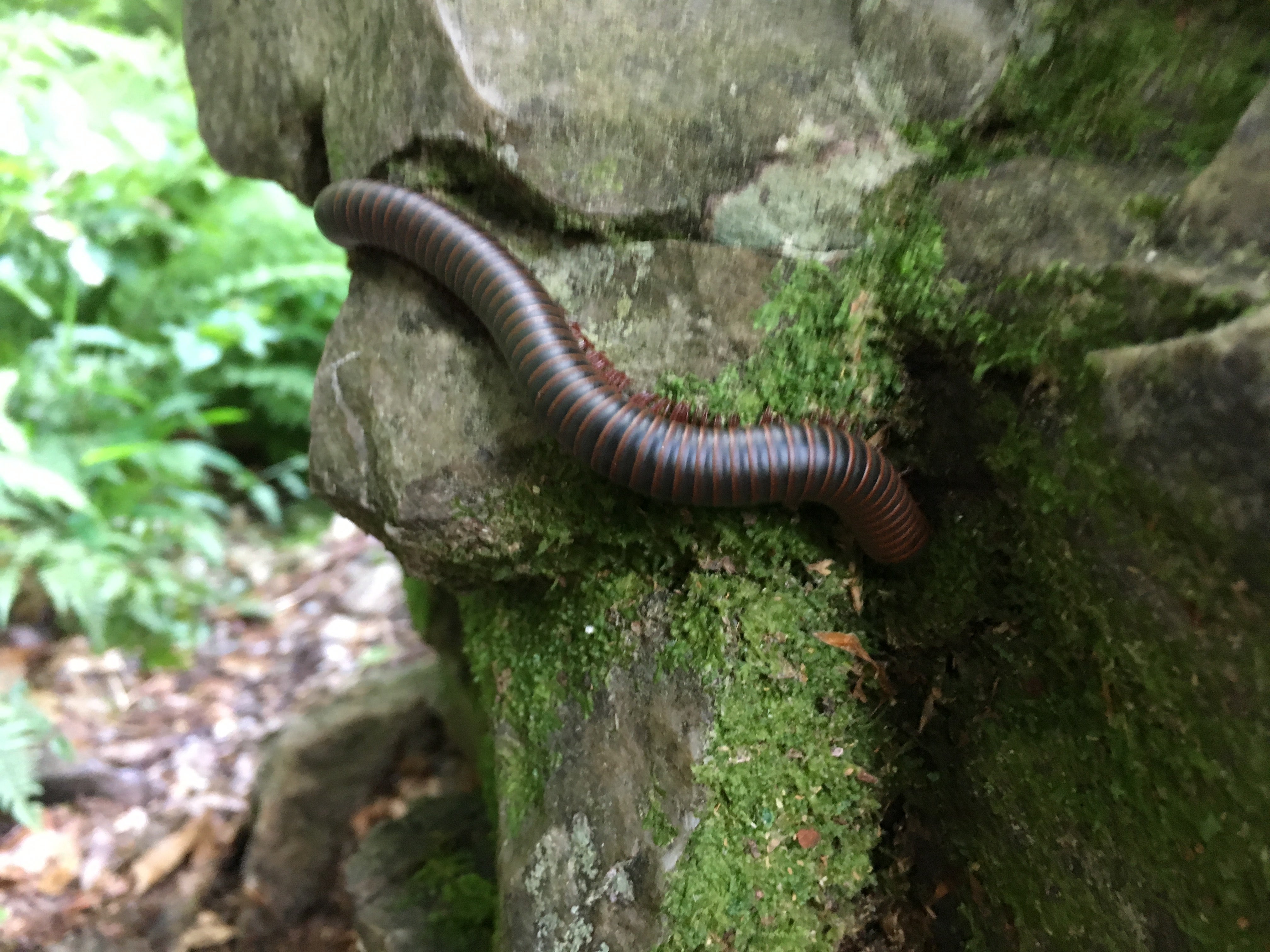 Critter along the trail (millipede)
