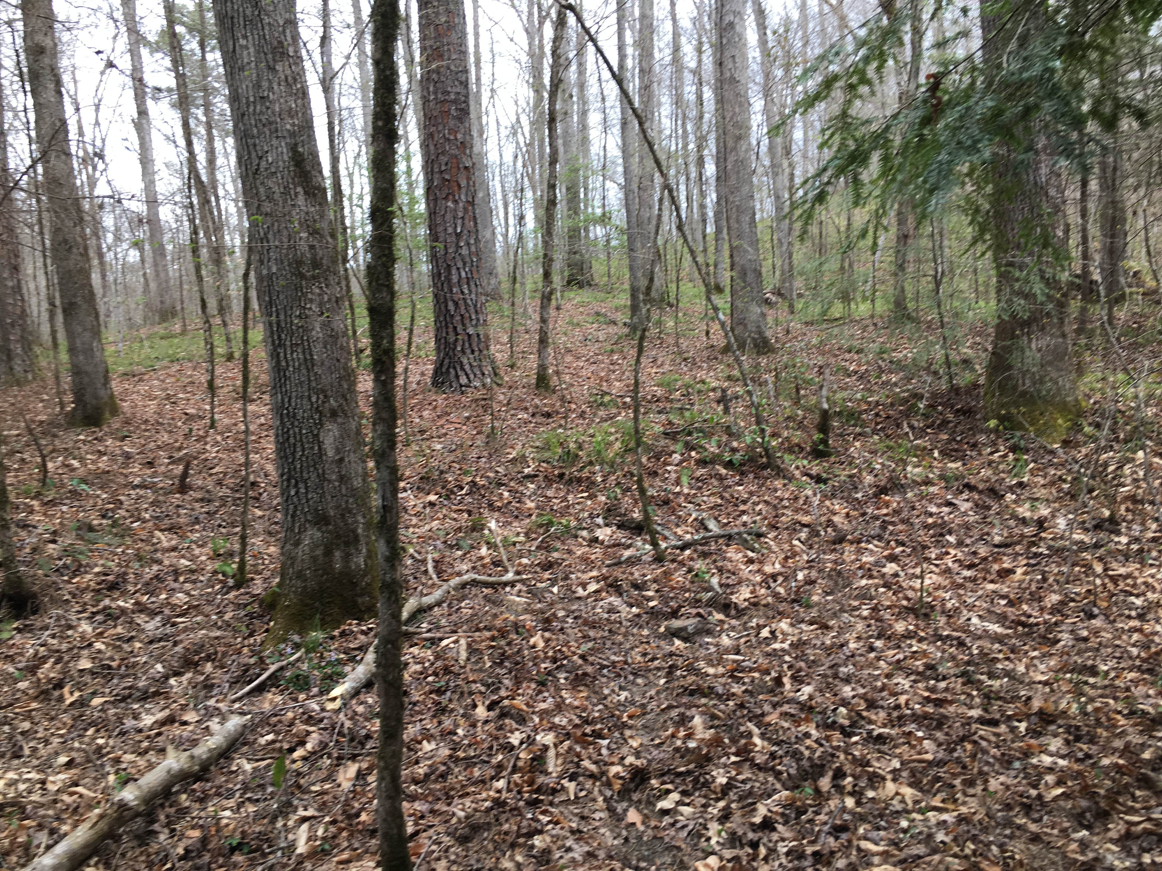 Camper-submitted photo at Sipsey Wilderness Backcountry Site (Trail 207 Site C) near Cherokee, AL