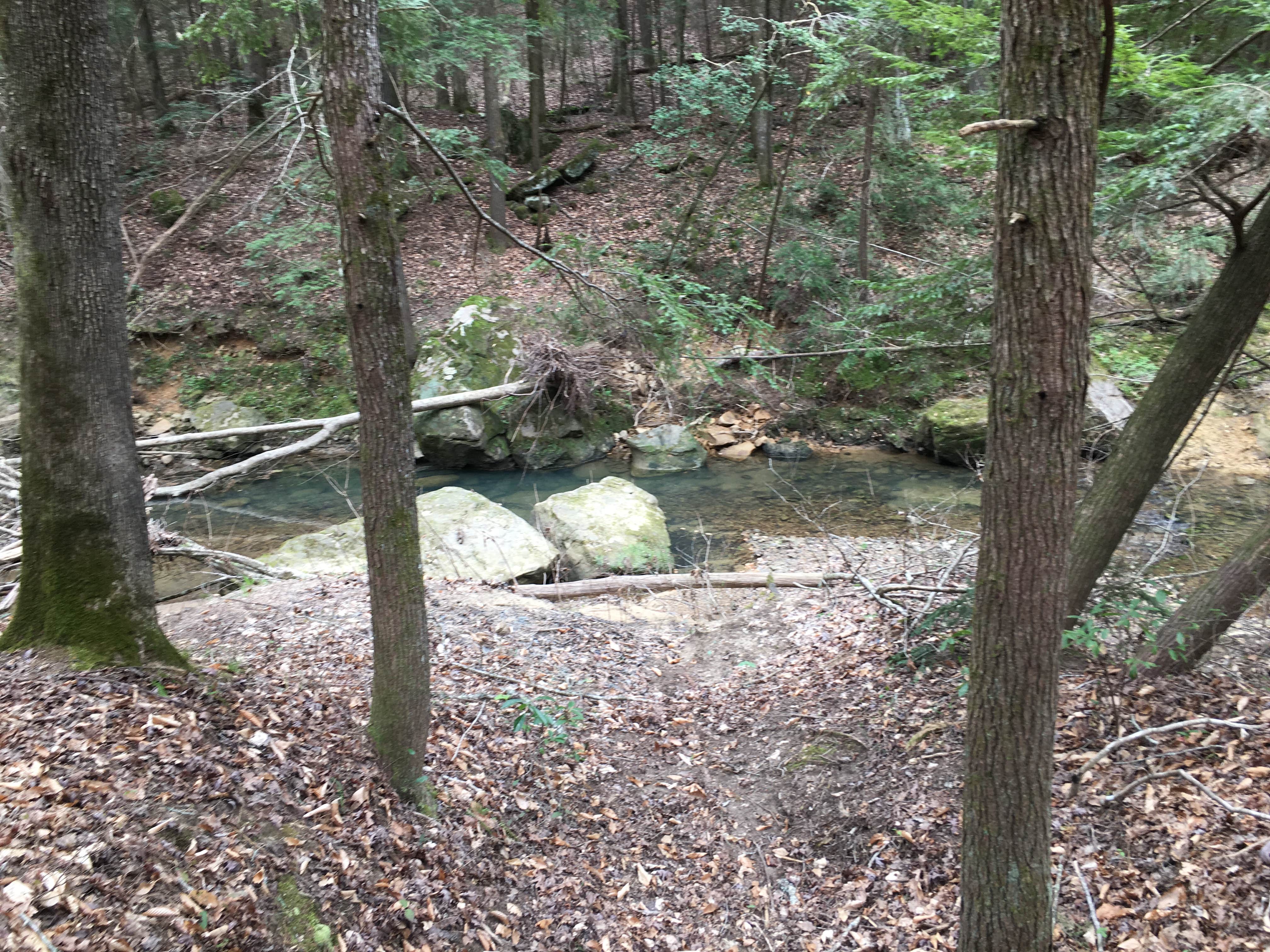 Camper-submitted photo at Sipsey Wilderness Backcountry Site (Trail 207 Site C) near Cherokee, AL