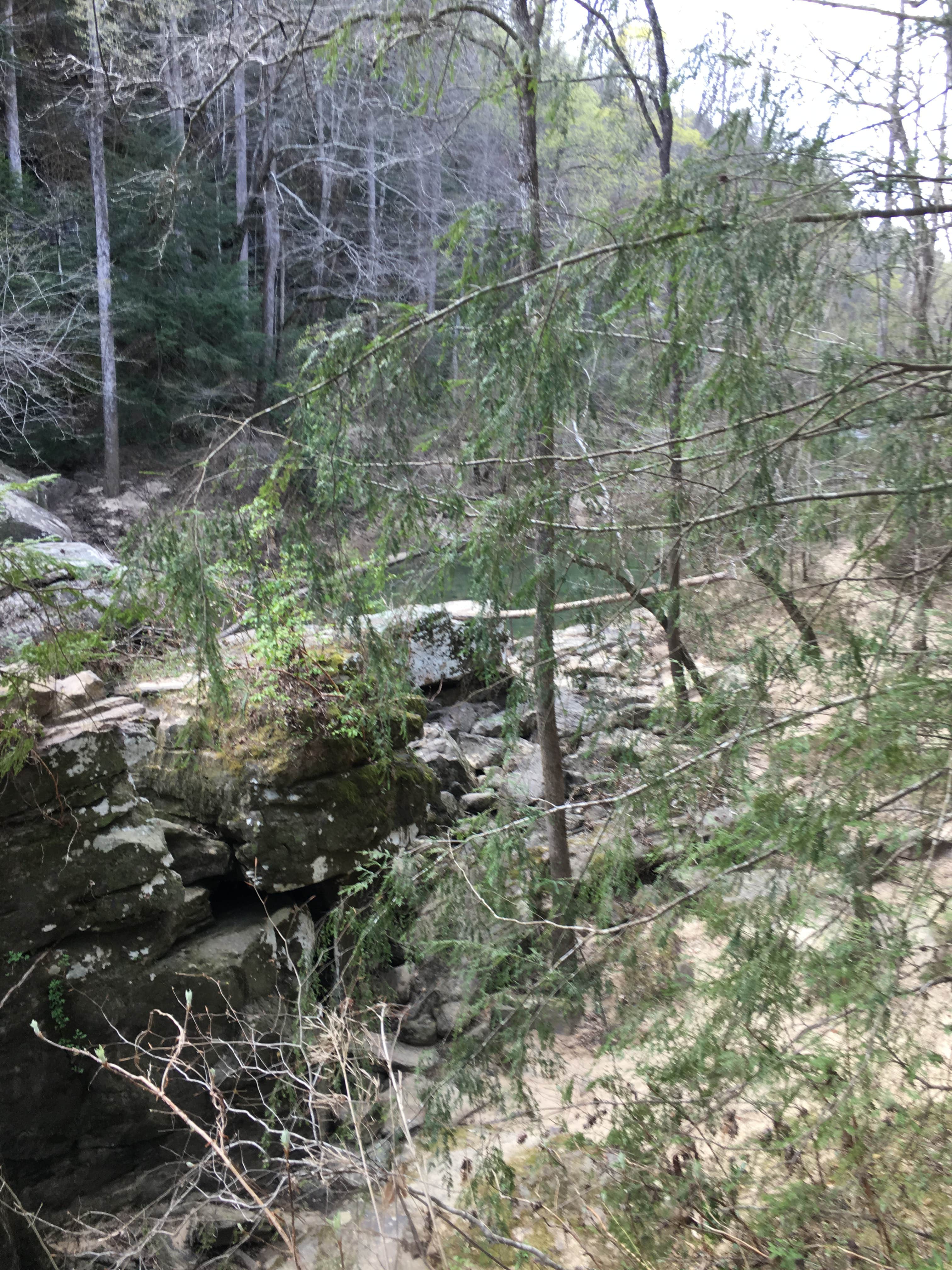 Camper-submitted photo at Sipsey Wilderness Backcountry Site (Trail 207 Site C) near Cherokee, AL