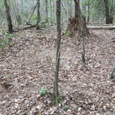 Review photo of Sipsey Wilderness Backcountry Site (Trail 207 Site D) by Asher K., May 31, 2019