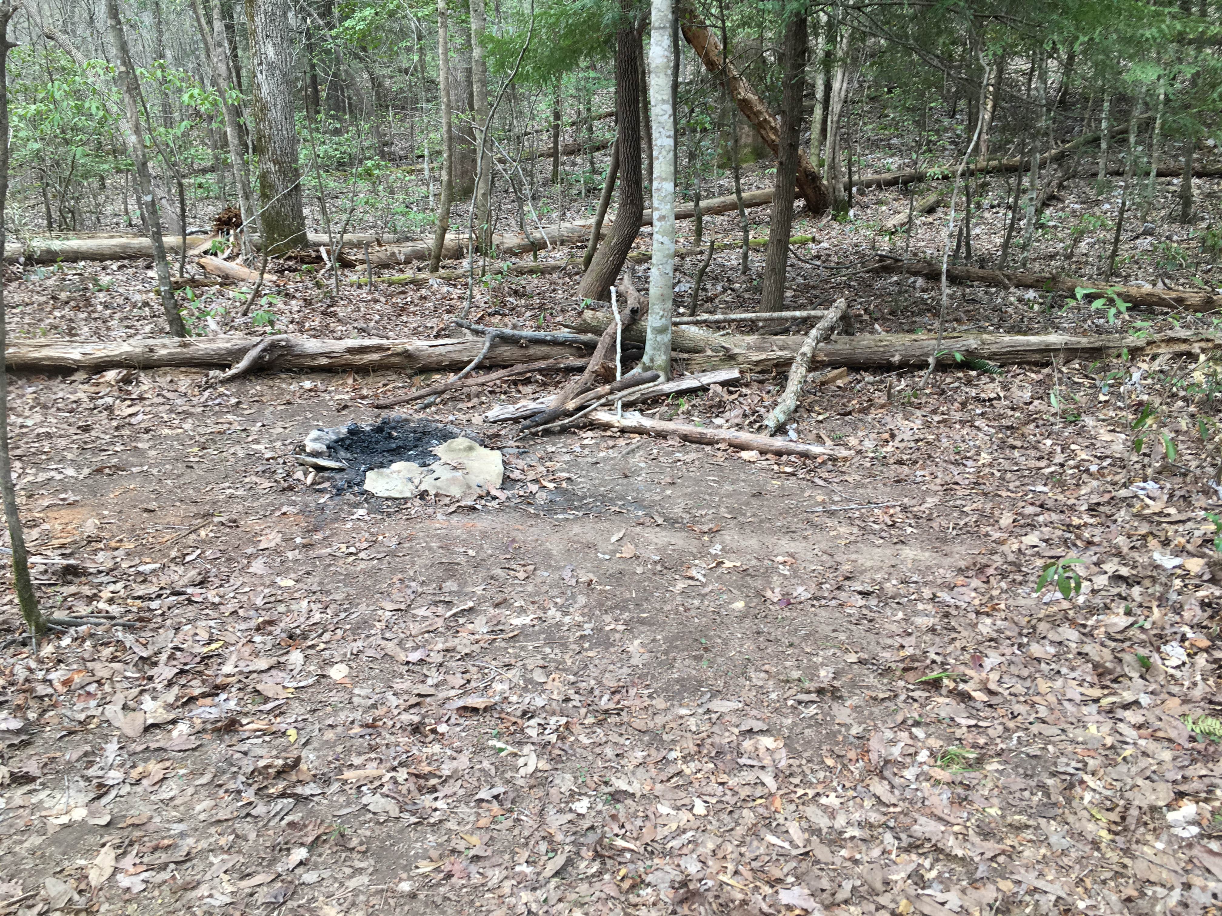 Camper-submitted photo at Sipsey Wilderness Backcountry Site (Trail 207 Site D) near Cherokee, AL