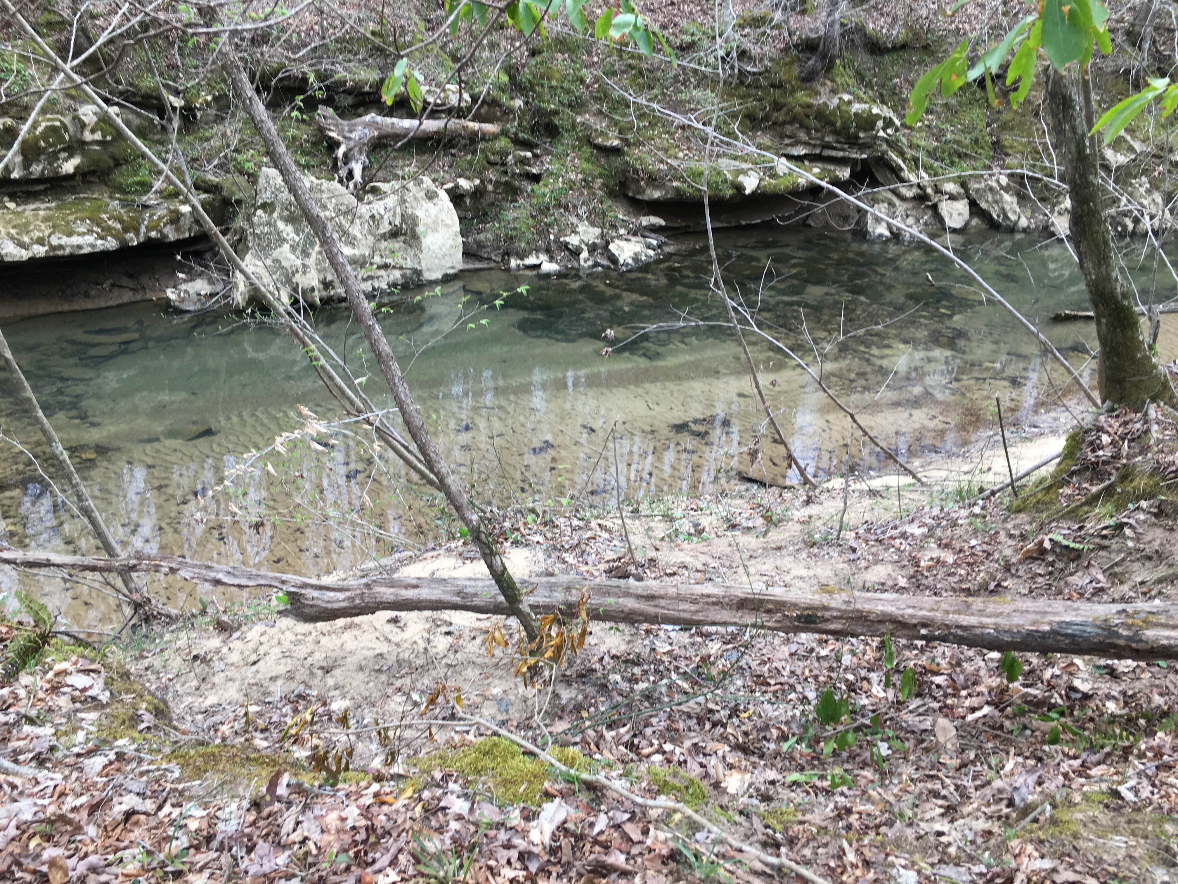 Camper-submitted photo at Sipsey Wilderness Backcountry Site (Trail 207 Site D) near Cherokee, AL