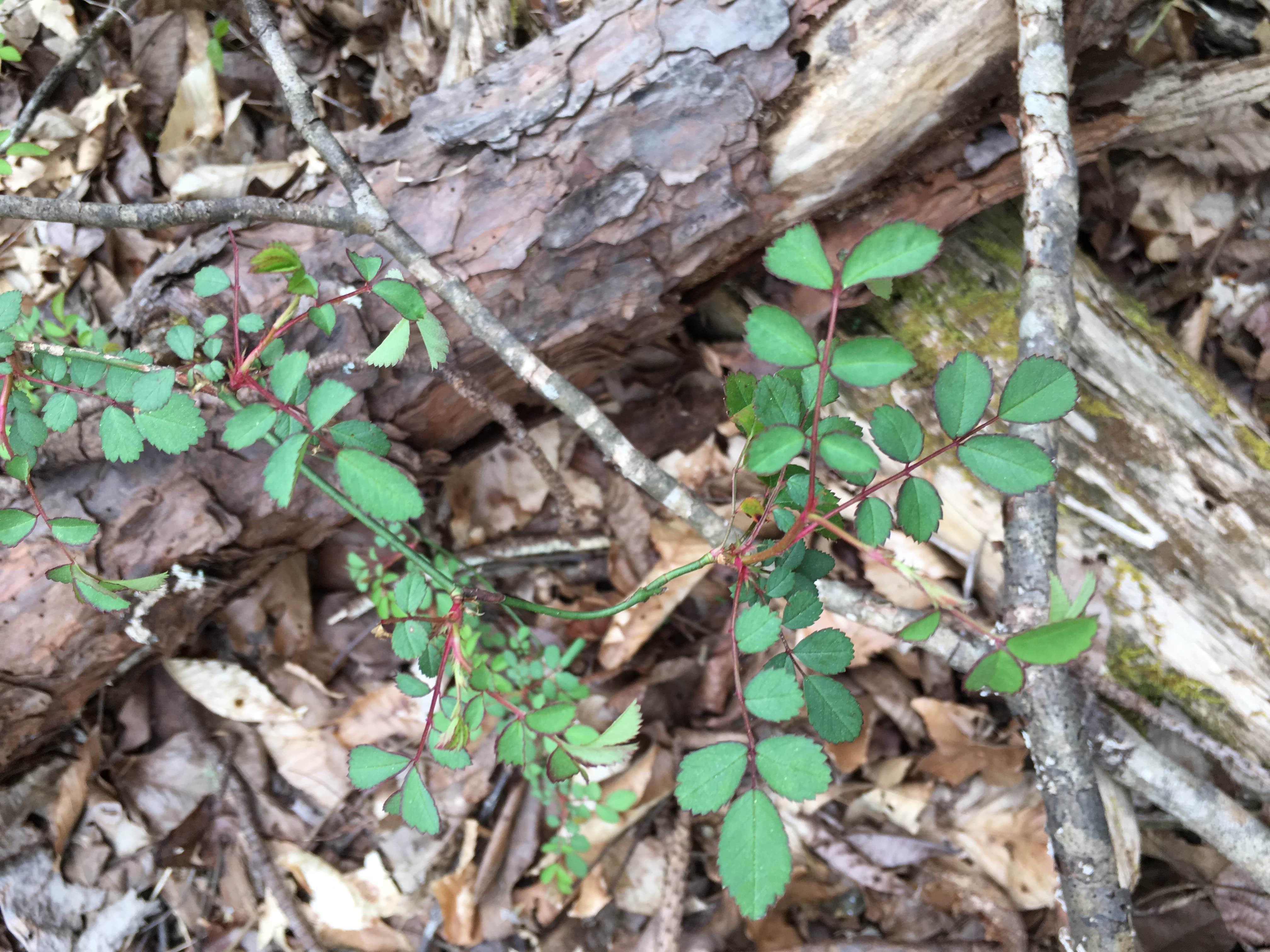 Camper-submitted photo at Sipsey Wilderness Backcountry Site (Trail 207 Site D) near Cherokee, AL