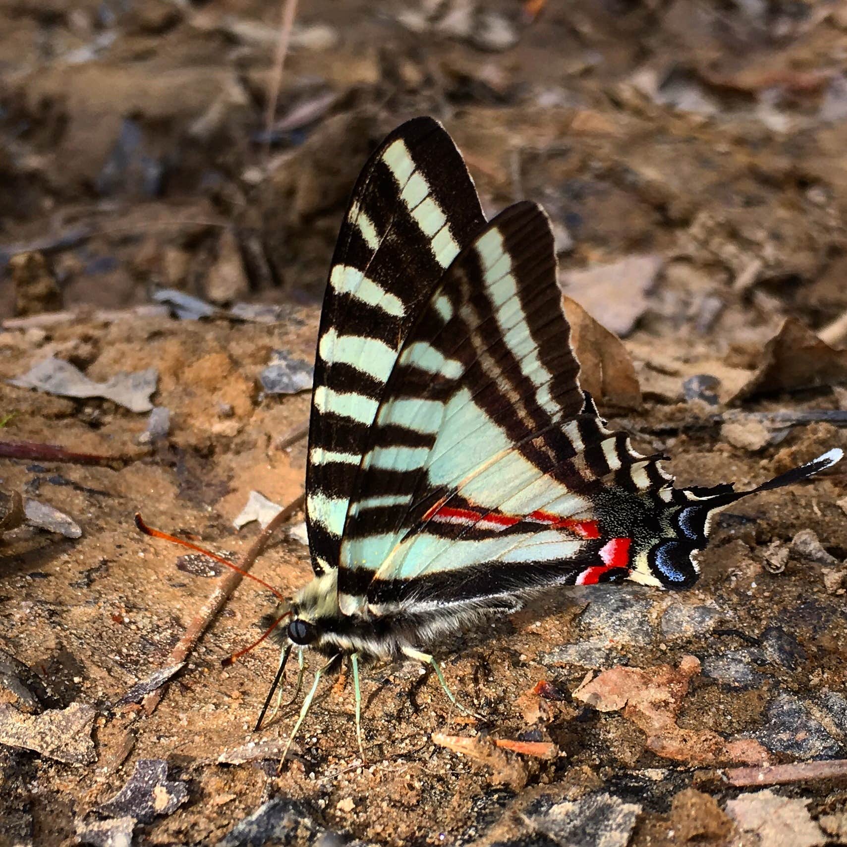 Camper-submitted photo at Sipsey Wilderness Backcountry Site (Trail 207 Site D) near Cherokee, AL