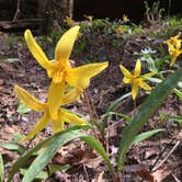 Review photo of Sipsey Wilderness Backcountry Site (Trail 207 Site D) by Asher K., May 31, 2019