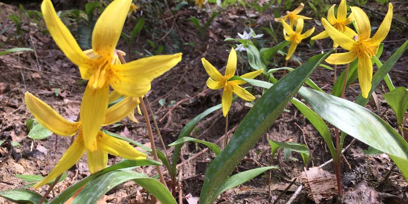 Camper submitted image from Sipsey Wilderness Backcountry Site (Trail 207 Site D)