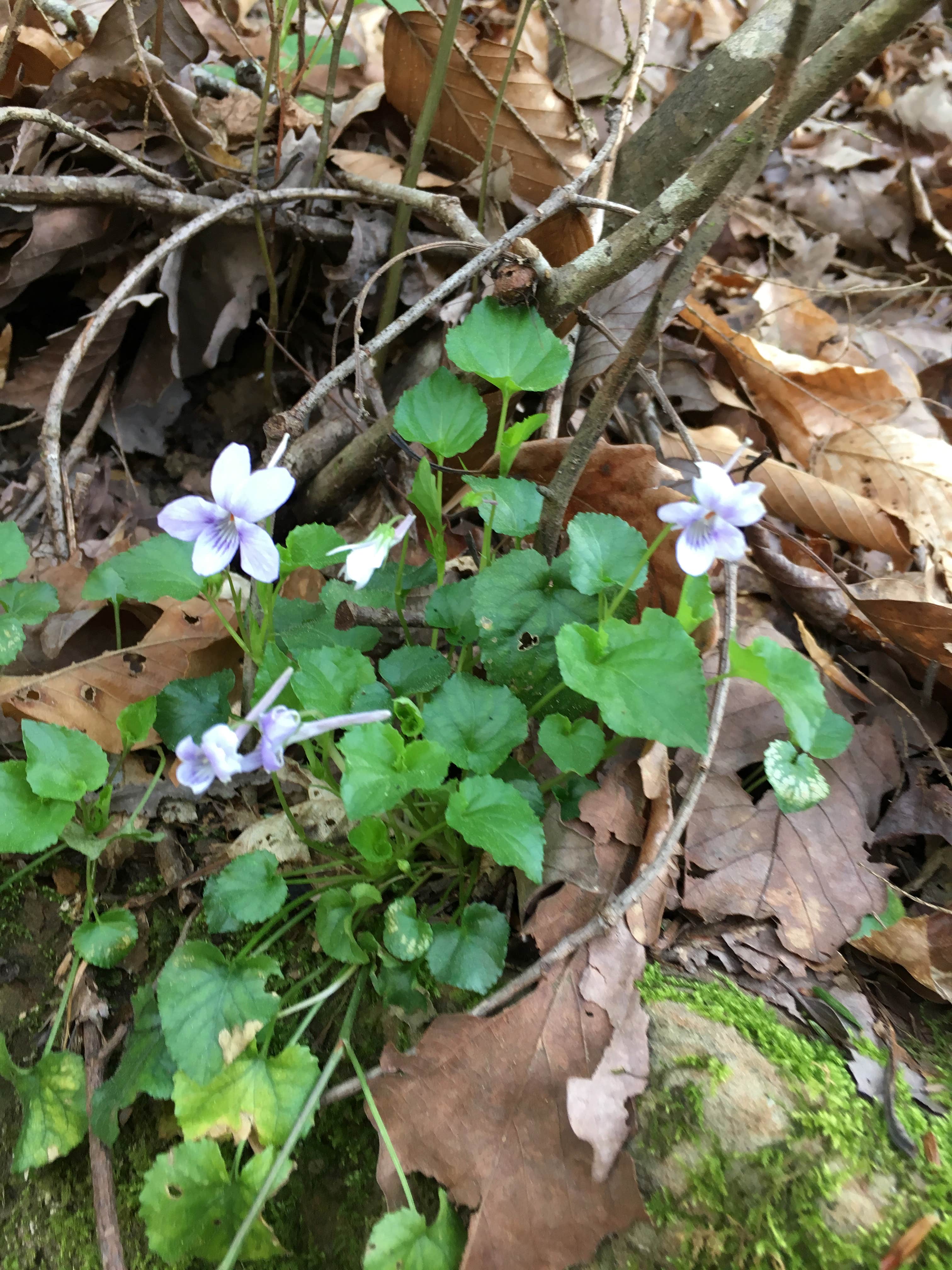 Camper-submitted photo at Sipsey Wilderness Backcountry Site (Trail 200 Site A) near Addison, AL