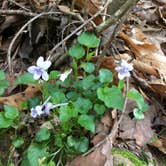 Review photo of Sipsey Wilderness Backcountry Site (Trail 200 Site A) by Asher K., May 31, 2019