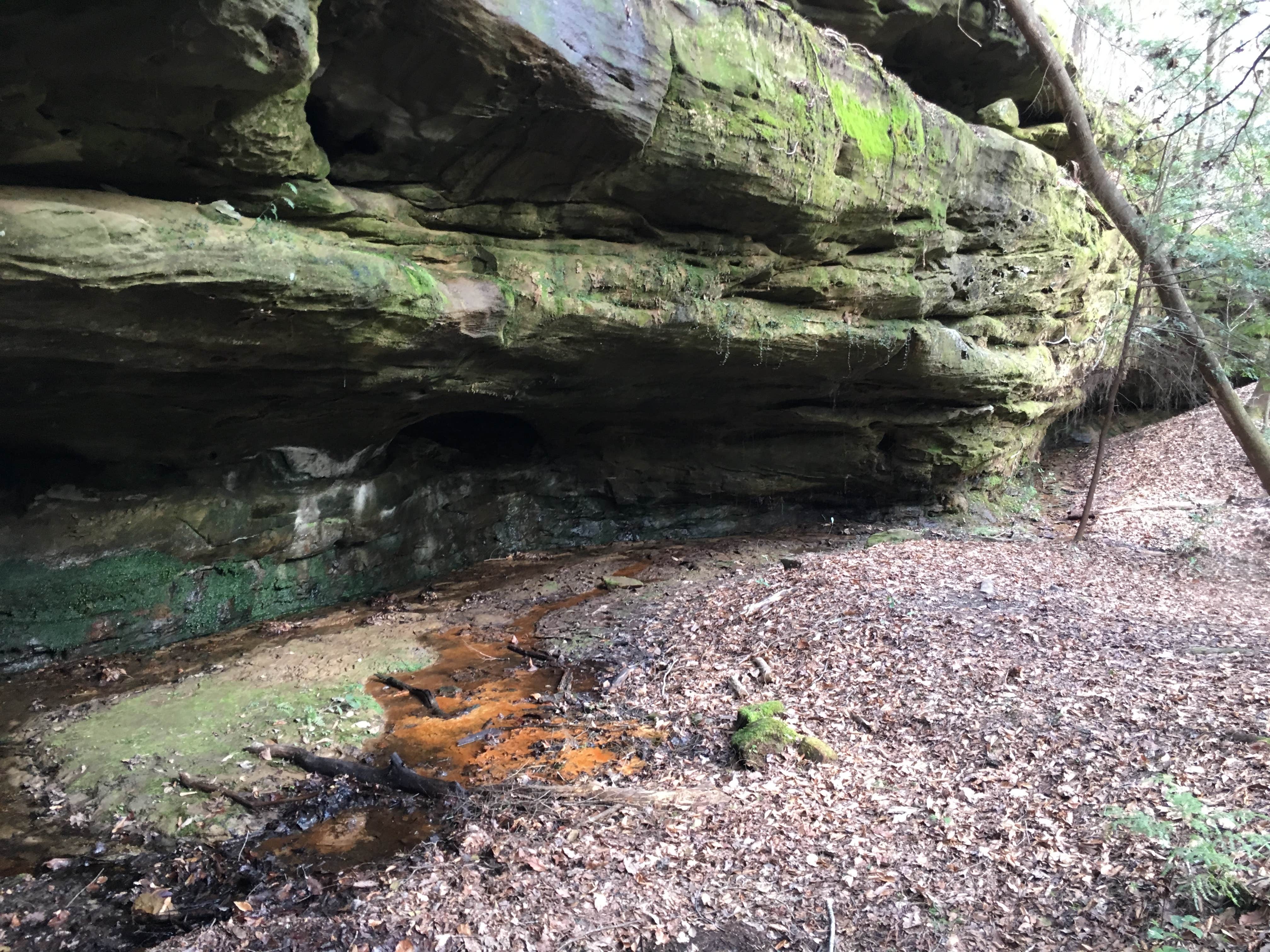 Camper submitted image from Sipsey Wilderness Backcountry Site (Trail 200 Site A) - 4