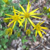 Review photo of Sipsey Wilderness Backcountry Site (Trail 200 Site A) by Asher K., May 31, 2019