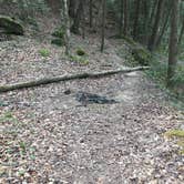 Review photo of Sipsey Wilderness Backcountry Site (Trail 200 Site B) by Asher K., May 31, 2019