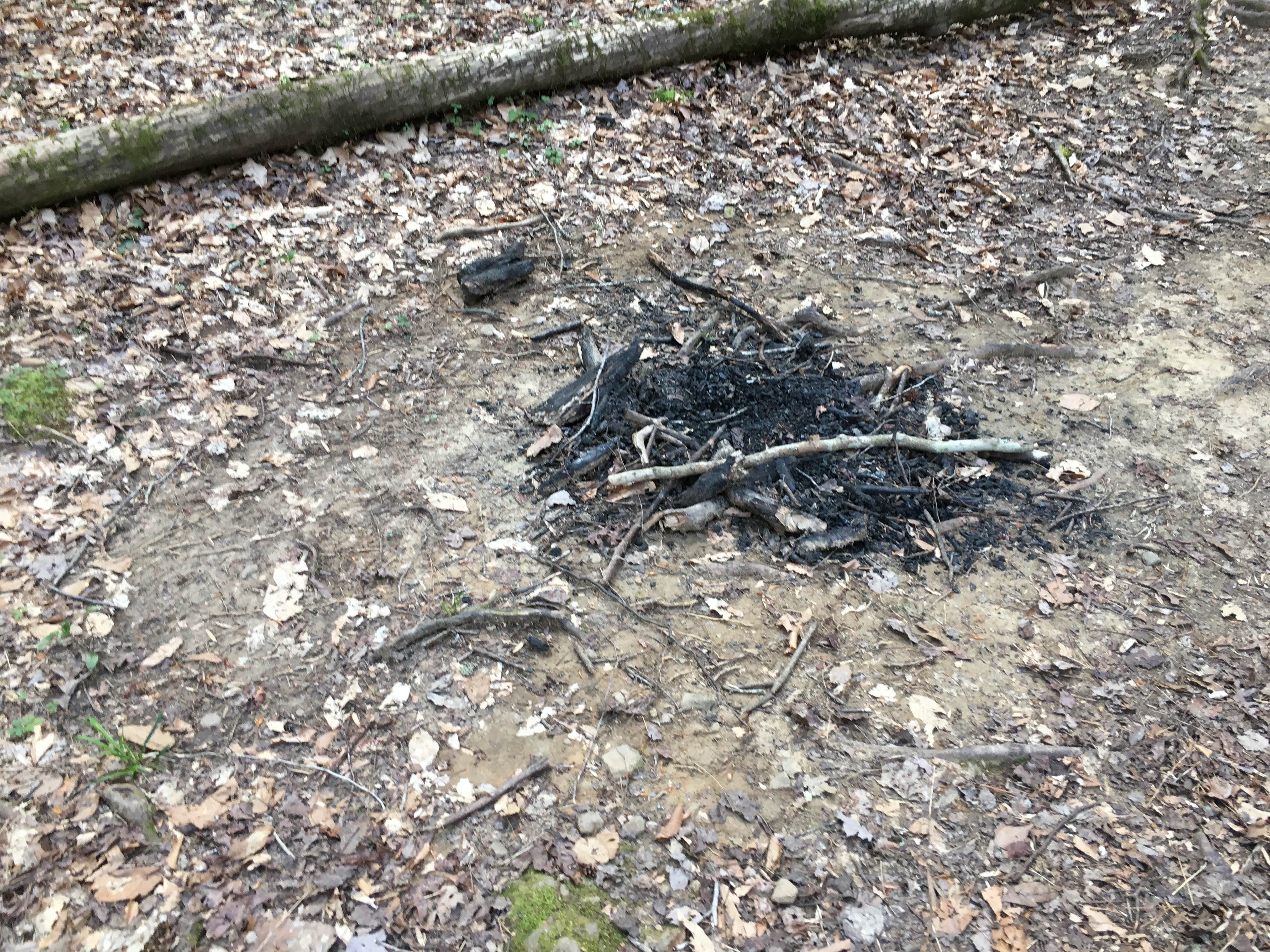 Camper submitted image from Sipsey Wilderness Backcountry Site (Trail 200 Site B) - 4
