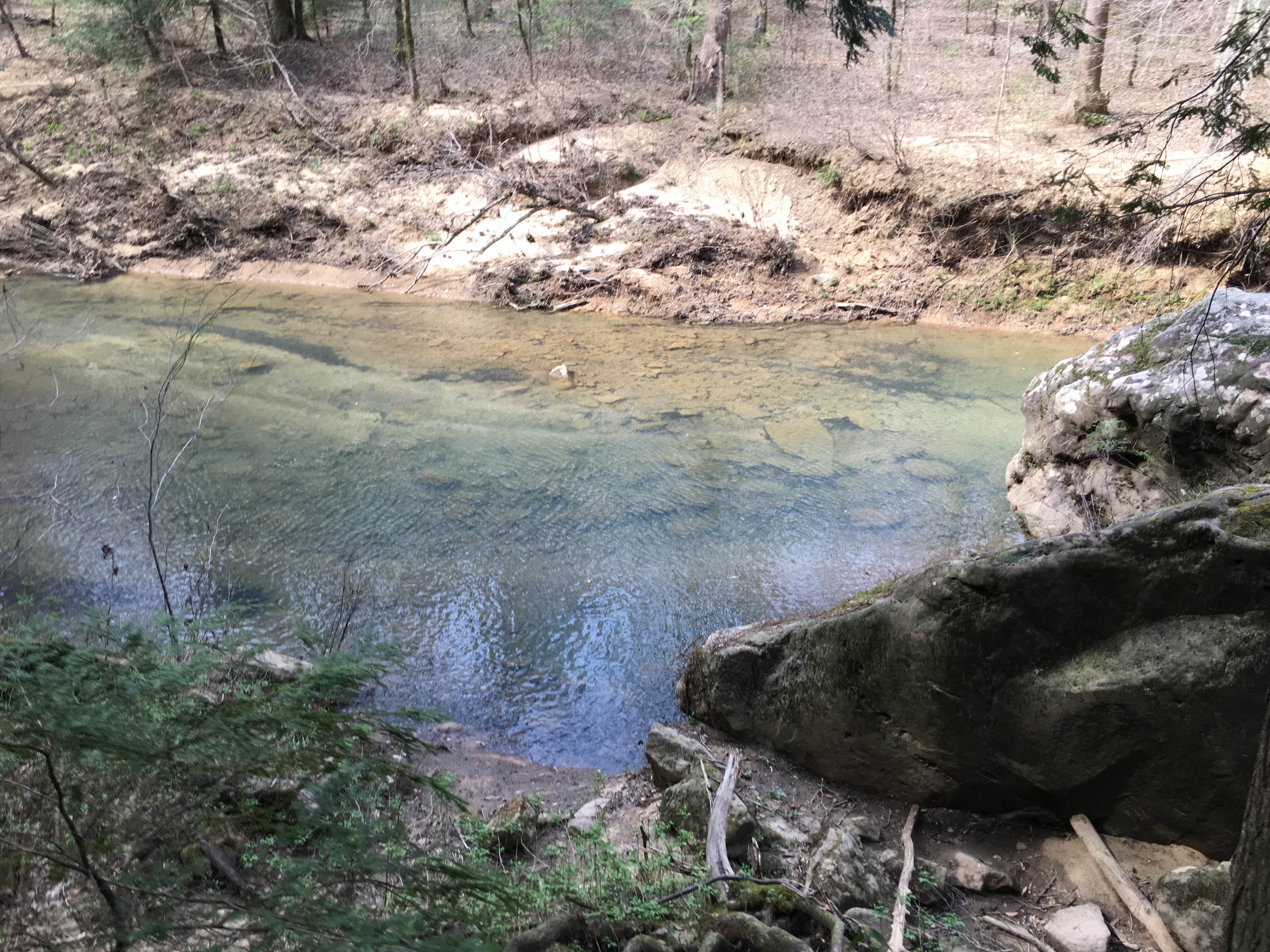 Camper submitted image from Sipsey Wilderness Backcountry Site (Trail 200 Site B) - 1