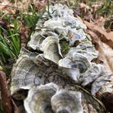 Review photo of Sipsey Wilderness Backcountry Site (Trail 200 Site B) by Asher K., May 31, 2019