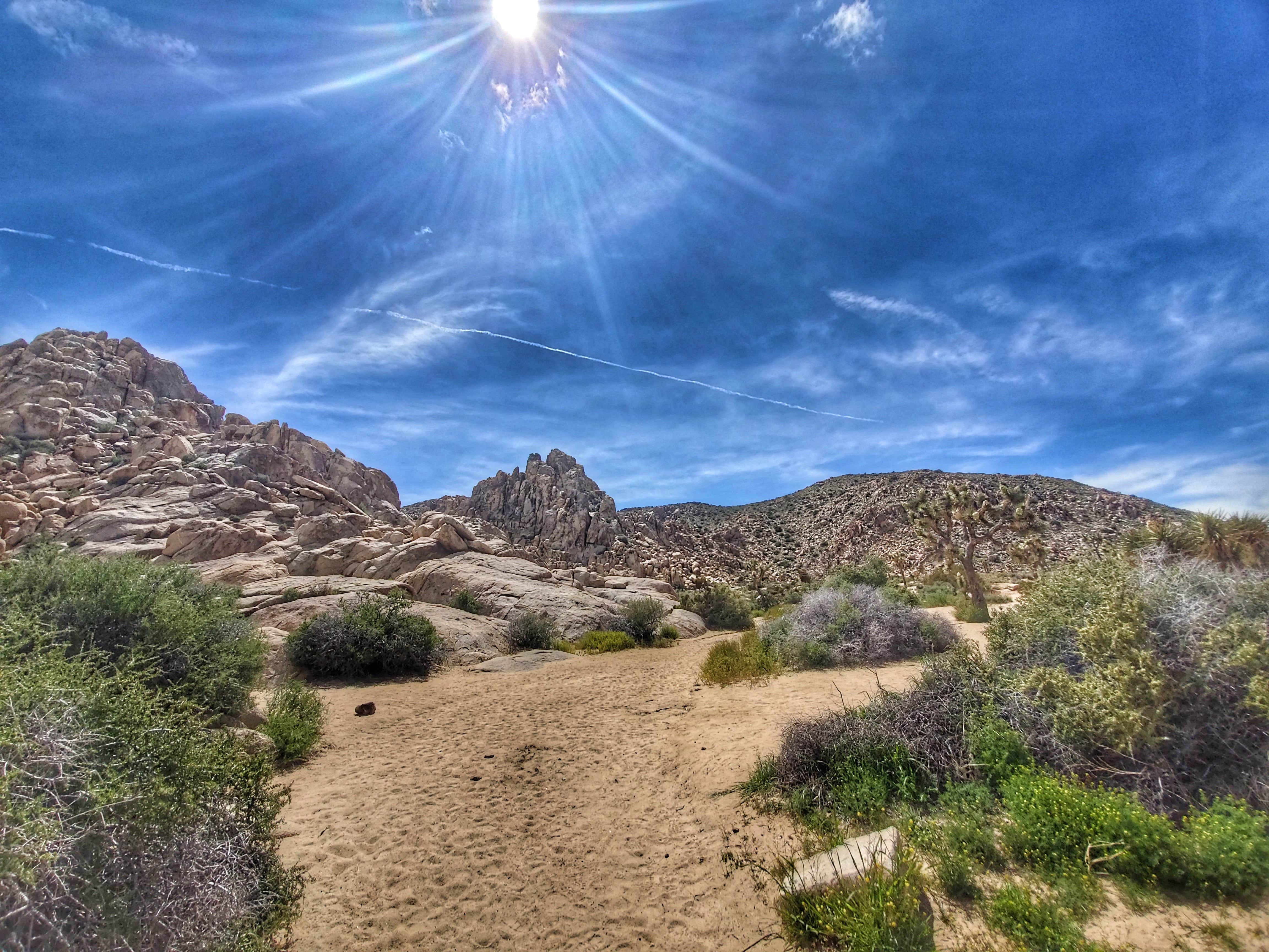 Camper submitted image from Sheep Pass Group Campground — Joshua Tree National Park - 4