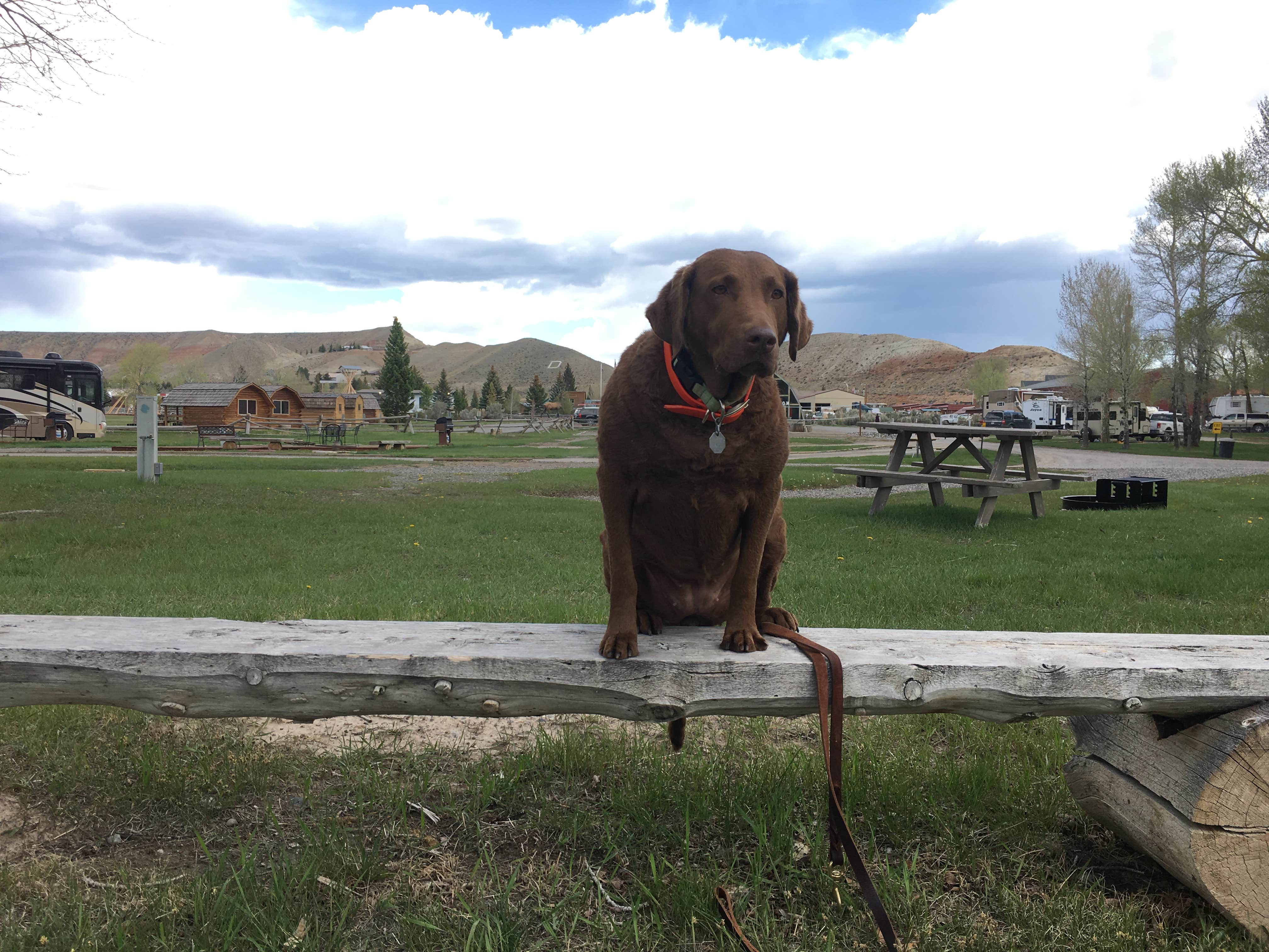 Dan E.'s photo of camping with pets at Dubois-Wind River KOA in Wyoming