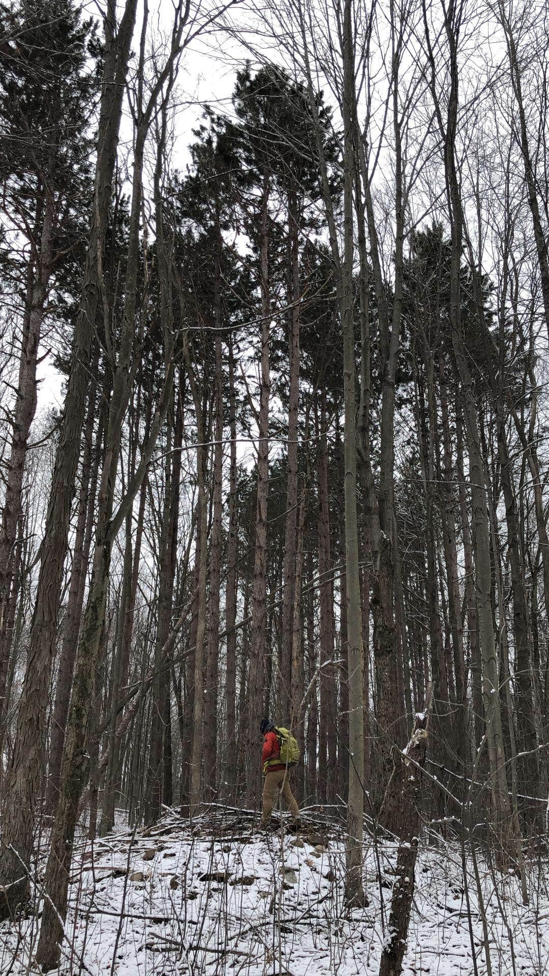 McGinnis Lake Modern Campground — Holly Recreation Area