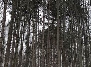 McGinnis Lake Modern Campground — Holly Recreation Area