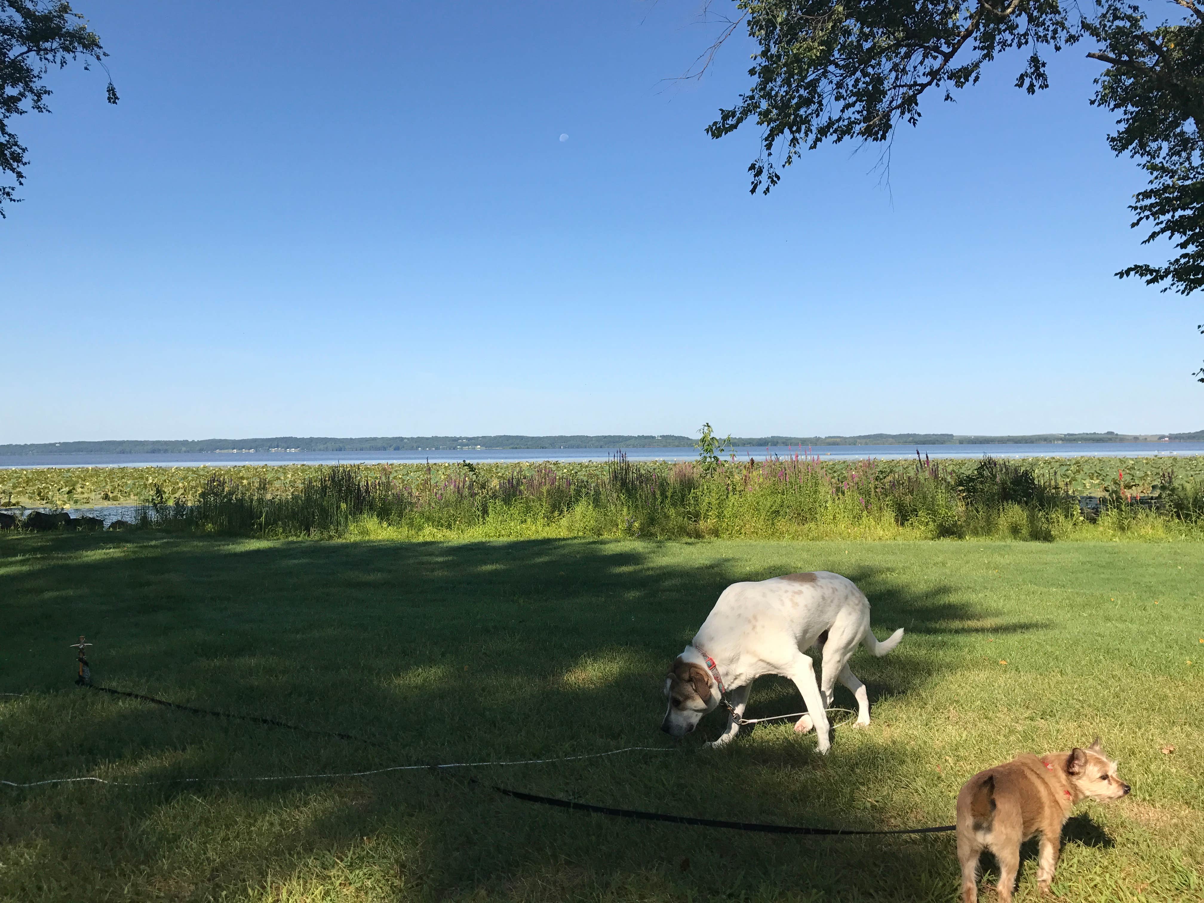 Jeff G.'s photo of camping with pets at Thomson Causeway near Bettendorf, IA