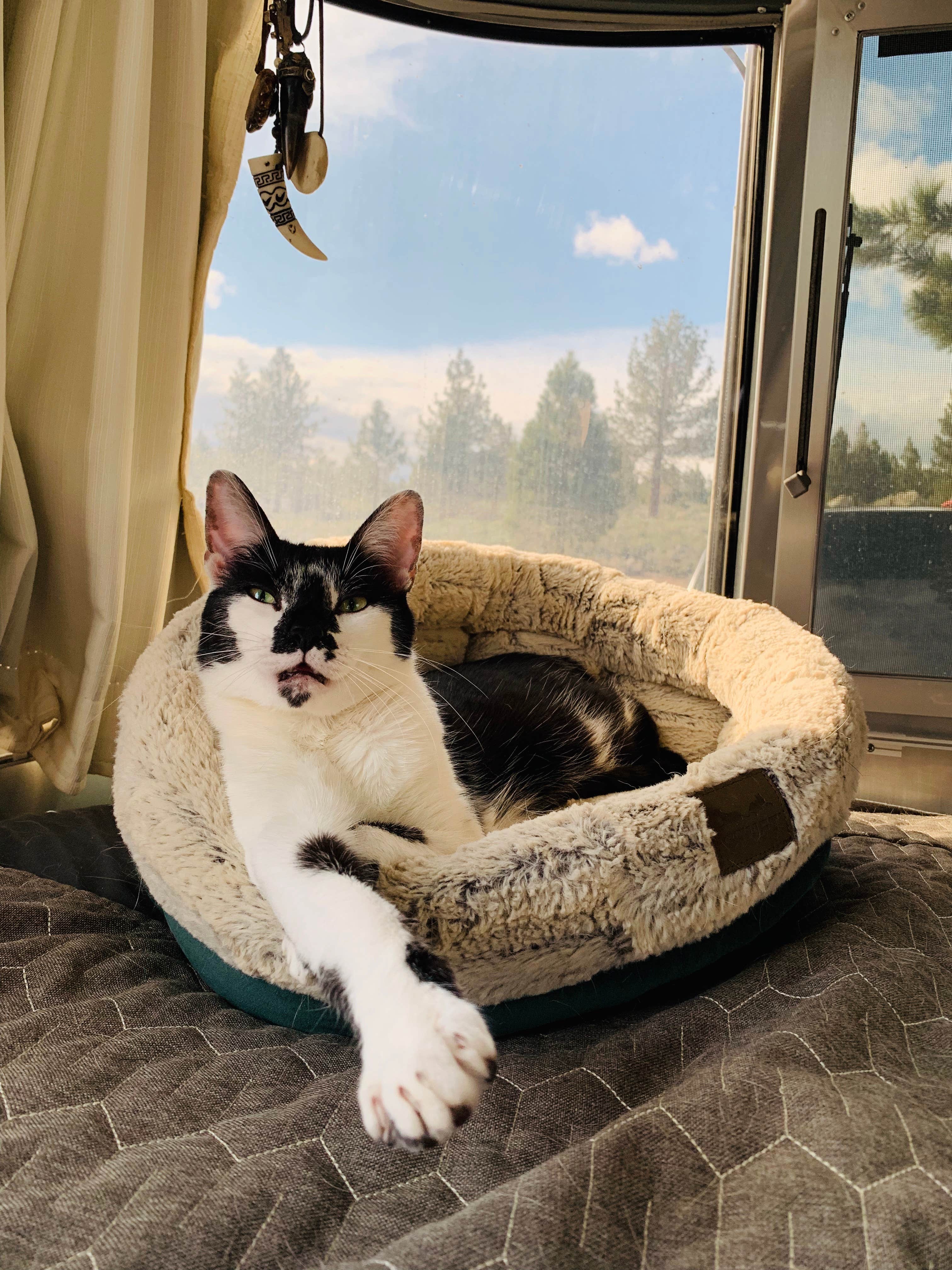 Dan F.'s photo of camping with pets at Oh Ridge near Tahoe National Forest