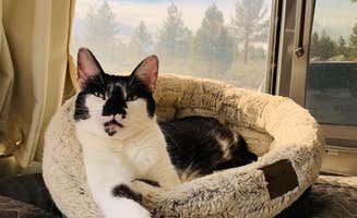 Dan F.'s photo of camping with pets at Oh Ridge near Bridgeport, CA