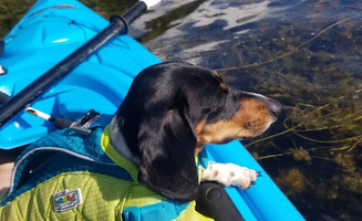 Kelsey P.'s photo of camping with pets at Seven Lakes State Park Campground near Grand Blanc, MI