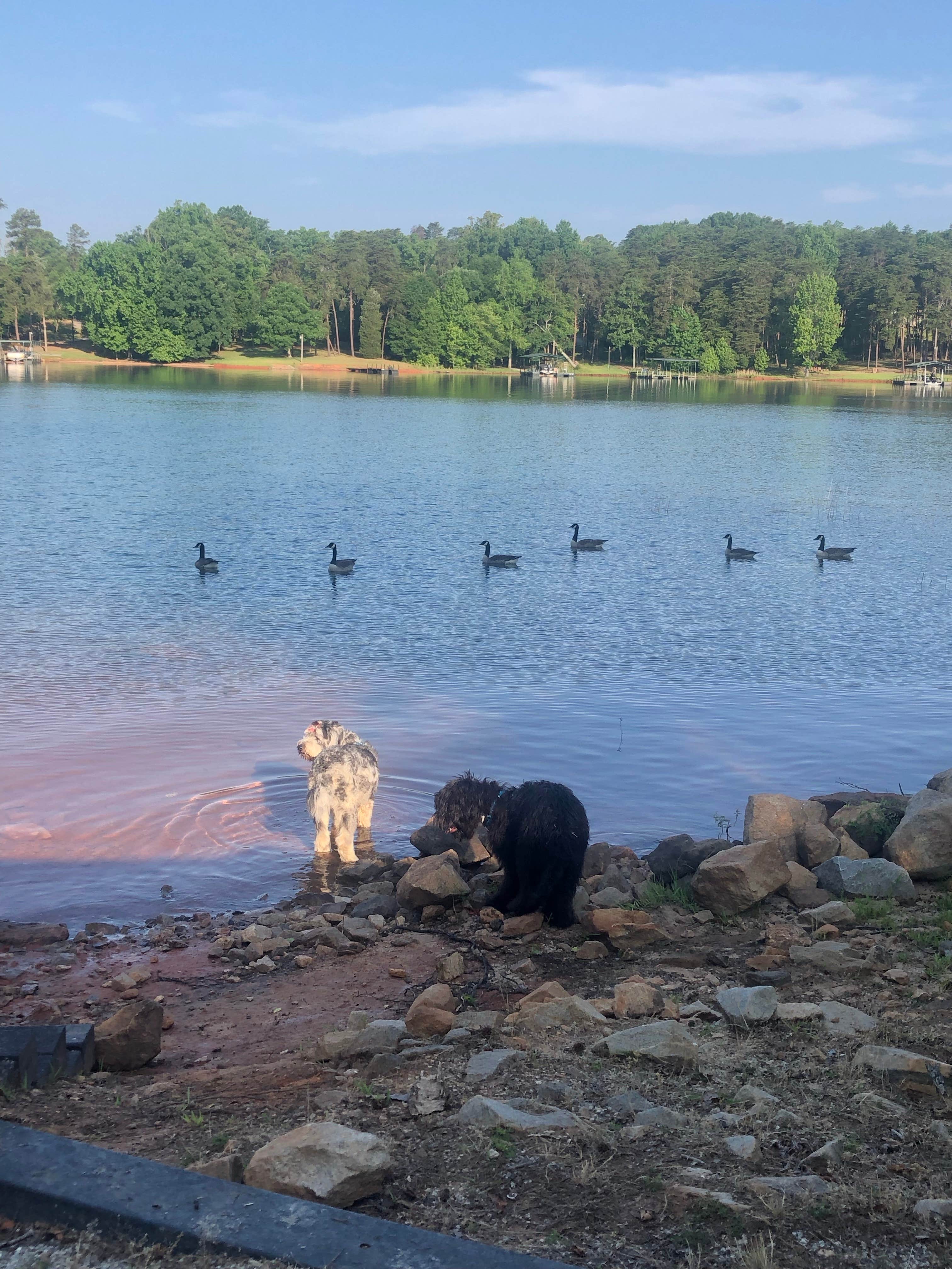 Laura D.'s photo of camping with pets at Springfield - Hartwell Lake near Lavonia, GA