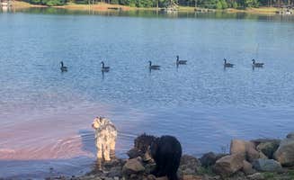 Laura D.'s photo of camping with pets at Springfield - Hartwell Lake near Hartwell Lake