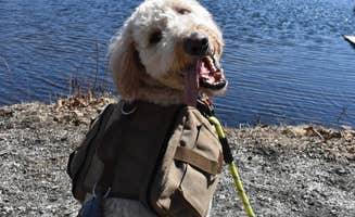 Paulene-Amanda M.'s photo of camping with pets at Mahlon Dickerson Reservation near New York City, NY