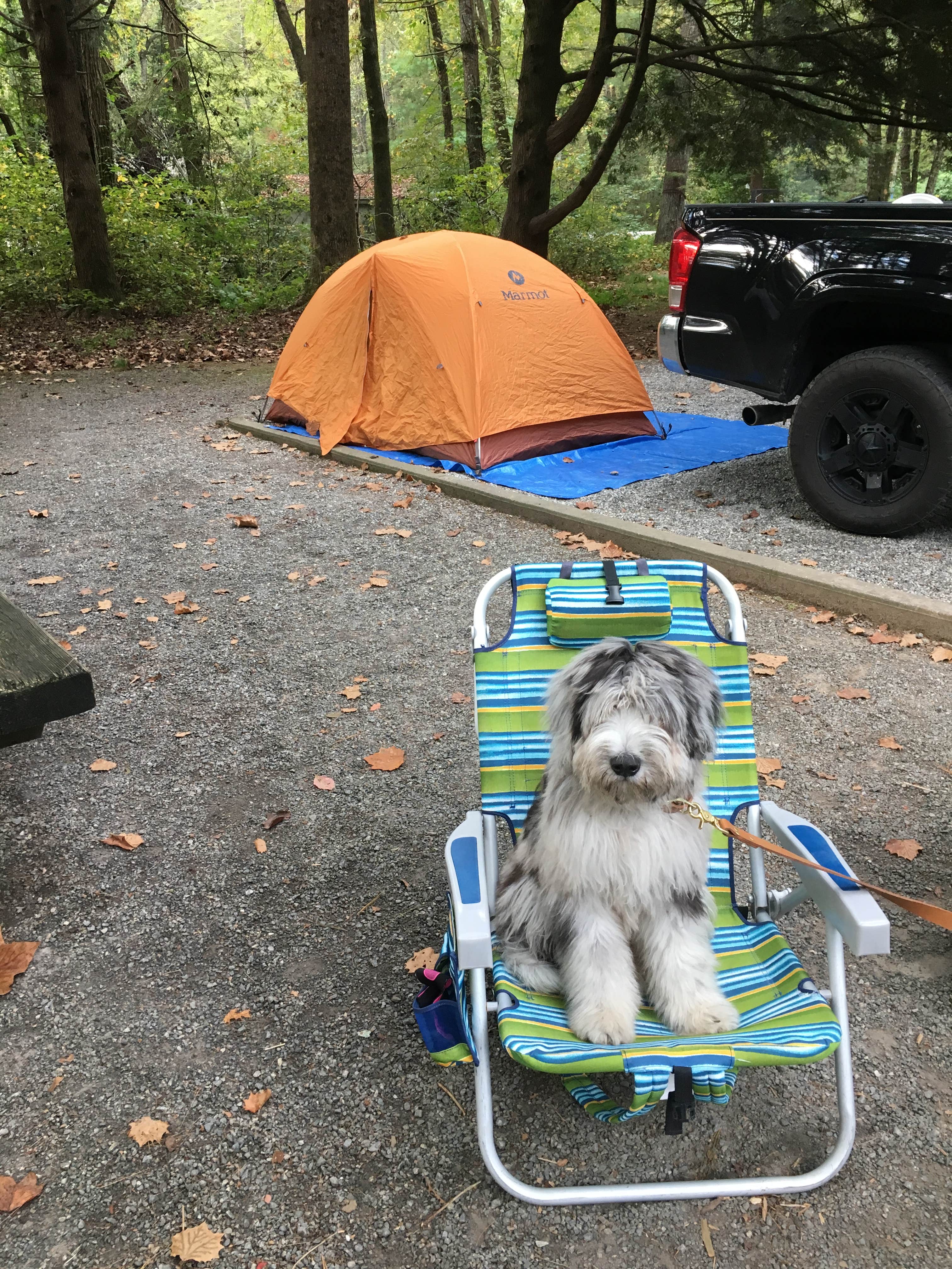 Laura D.'s photo of camping with pets at Davidson River Campground near Canton, NC