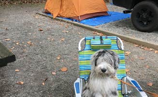 Laura D.'s photo at Davidson River Campground near Penrose, NC