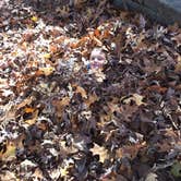 Review photo of Village Creek State Park Campground by Jay W., June 1, 2019