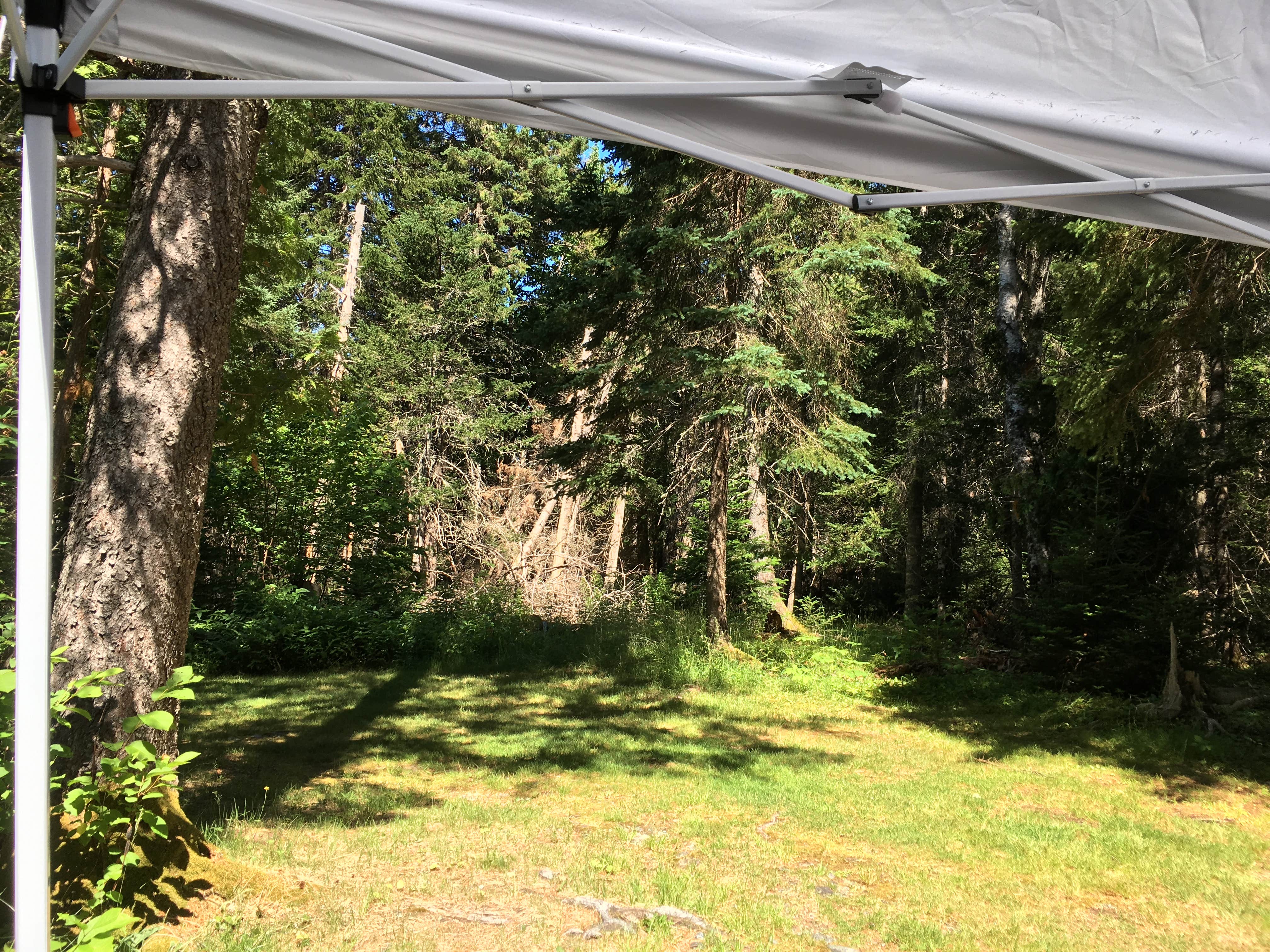 Celeste C.'s photo at Cobscook Bay State Park Campground near Eastport, ME