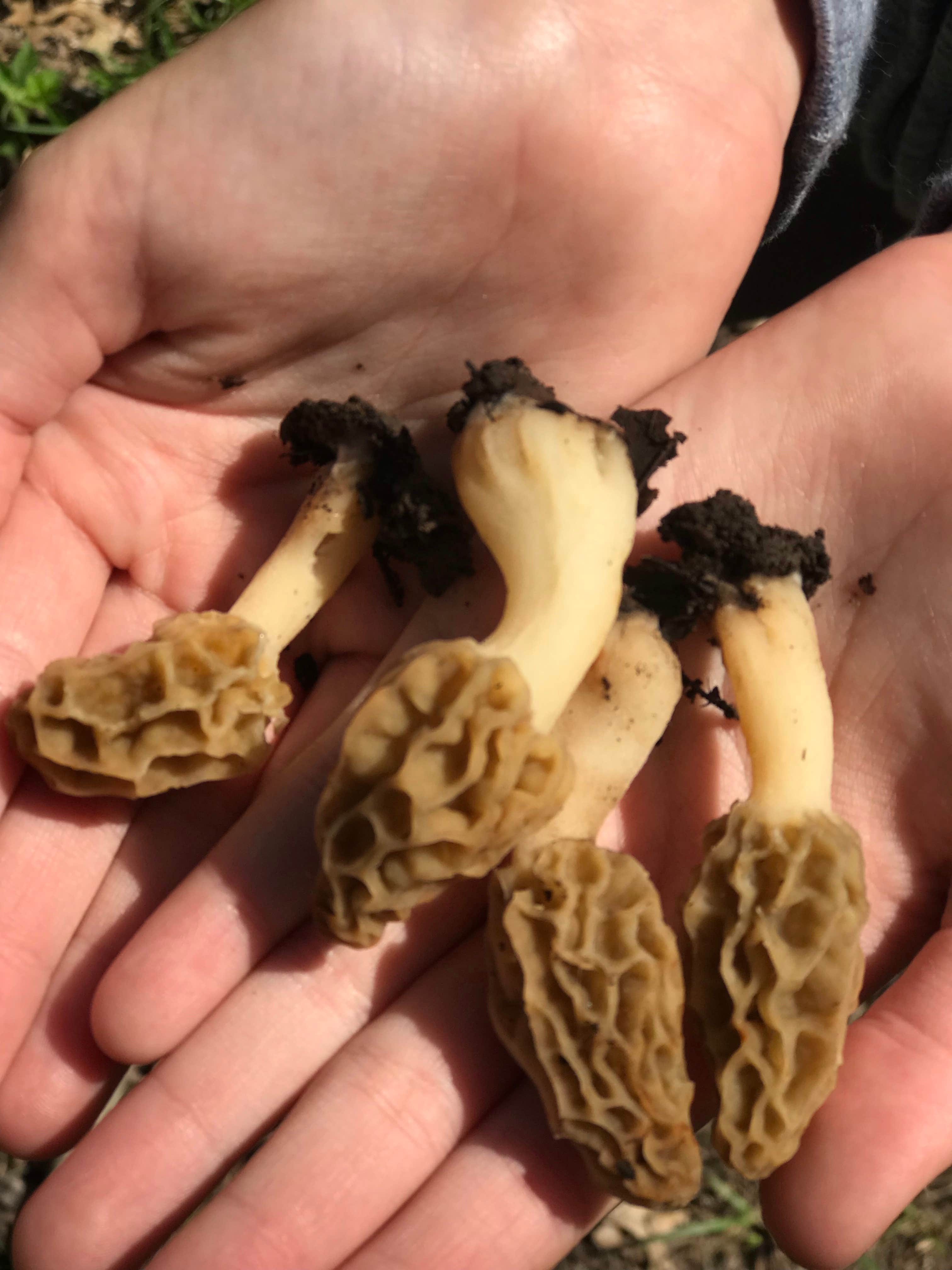 Camper-submitted photo at Sangchris Lake State Park Campground near Lincoln, IL